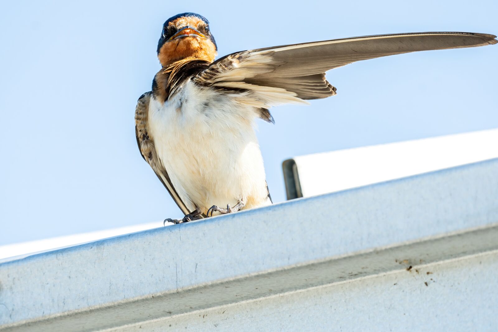 Sony E 70-350mm F4.5-6.3 G OSS sample photo. Barn swallow, fledgling swallow photography