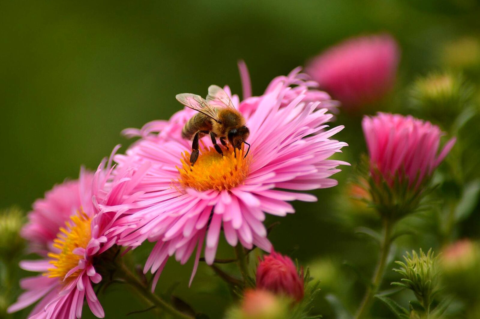 Nikon D3200 sample photo. Bee, flower, macro photography