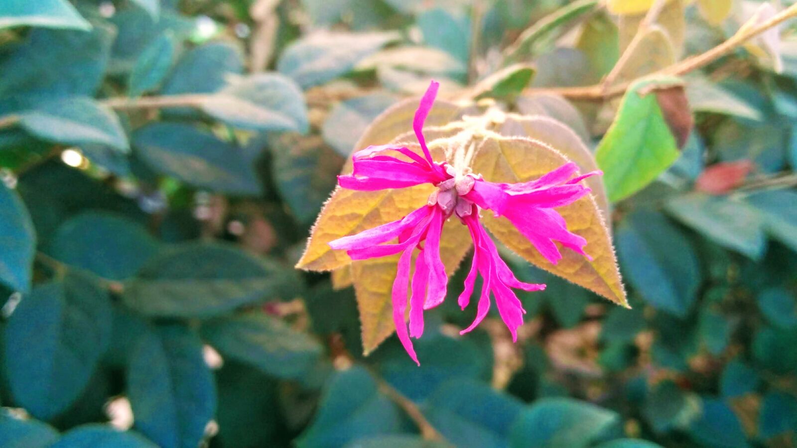 Motorola Moto G Play sample photo. Flower, nature, miniature flower photography