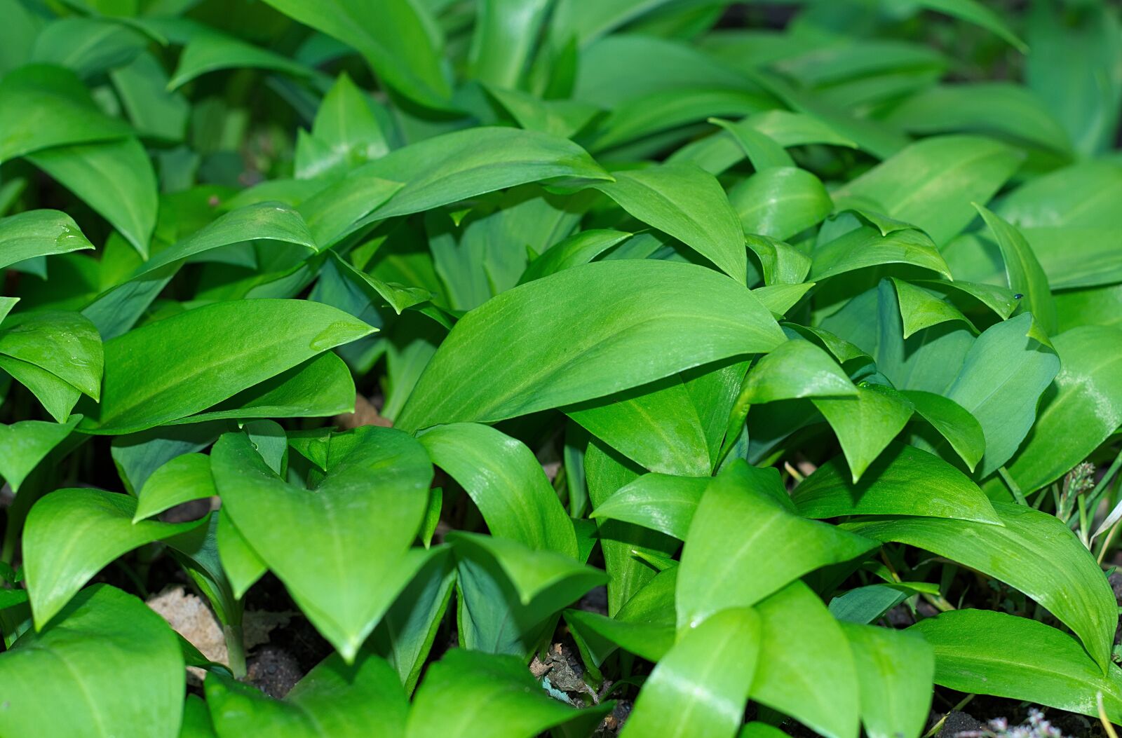 Nikon D3300 sample photo. Bear's garlic, young, green photography
