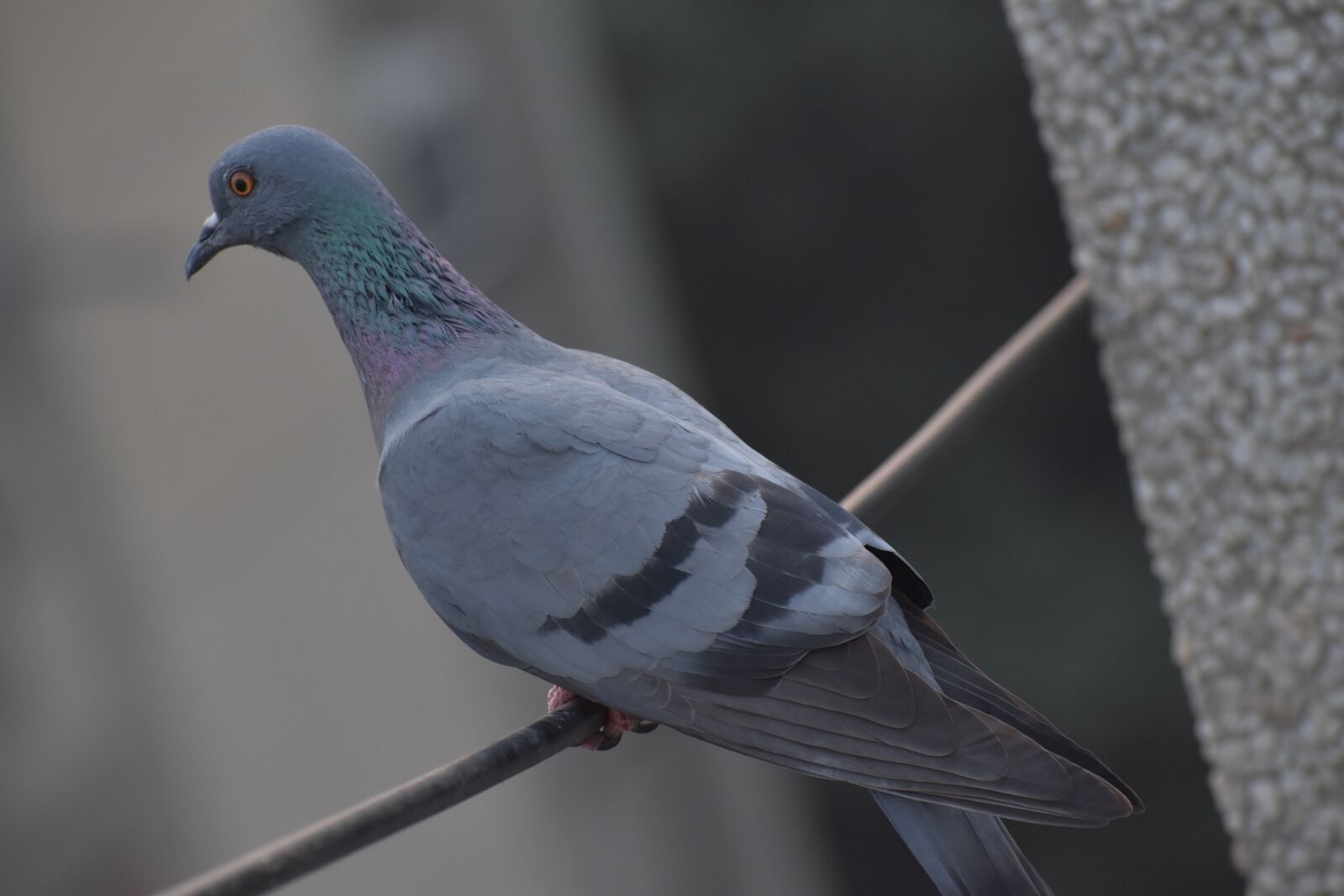 Nikon D5600 sample photo. Pigeon, bird, columbidae photography