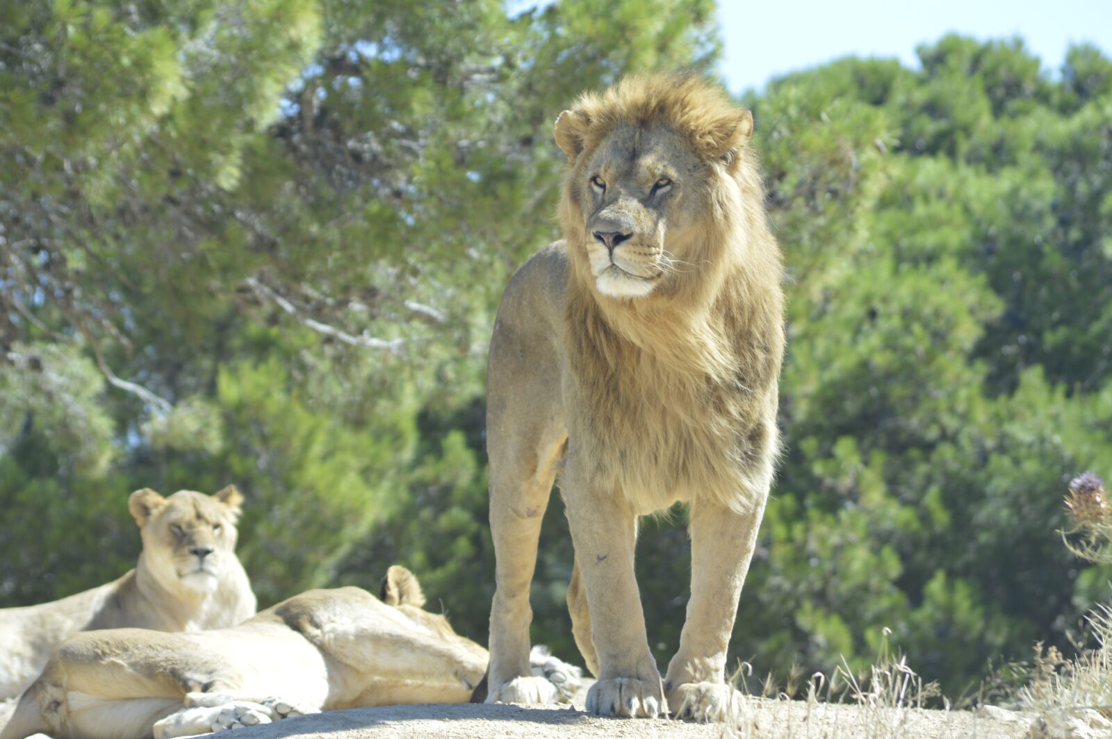 Nikon D3200 sample photo. Lion, sigean, park photography