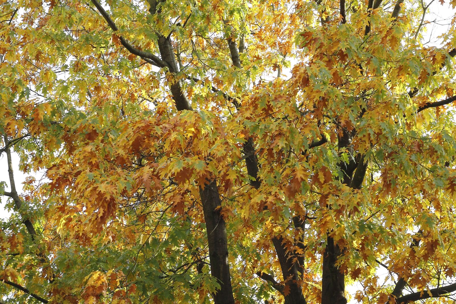Canon EOS 1100D (EOS Rebel T3 / EOS Kiss X50) + Canon EF 50mm F1.8 II sample photo. Autumn mood, tree, autumn photography