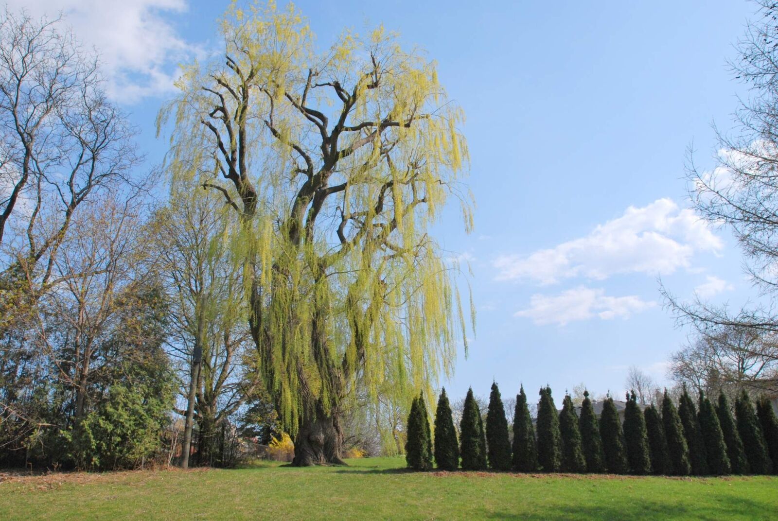 Nikon D60 sample photo. Garden, park, nature photography