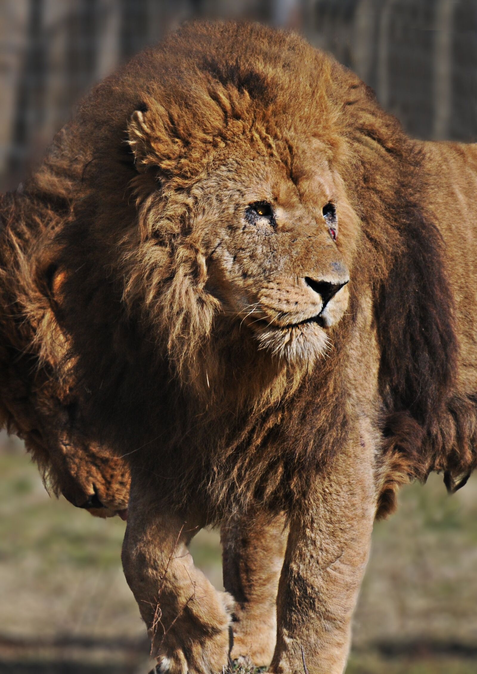 Nikon D300 sample photo. Lion, mane, feline photography