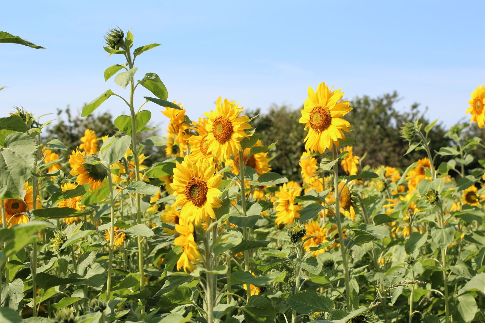 Canon EOS 600D (Rebel EOS T3i / EOS Kiss X5) + Canon EF 50mm F1.4 USM sample photo. Birthday bouquet, sunflower, sunflower photography