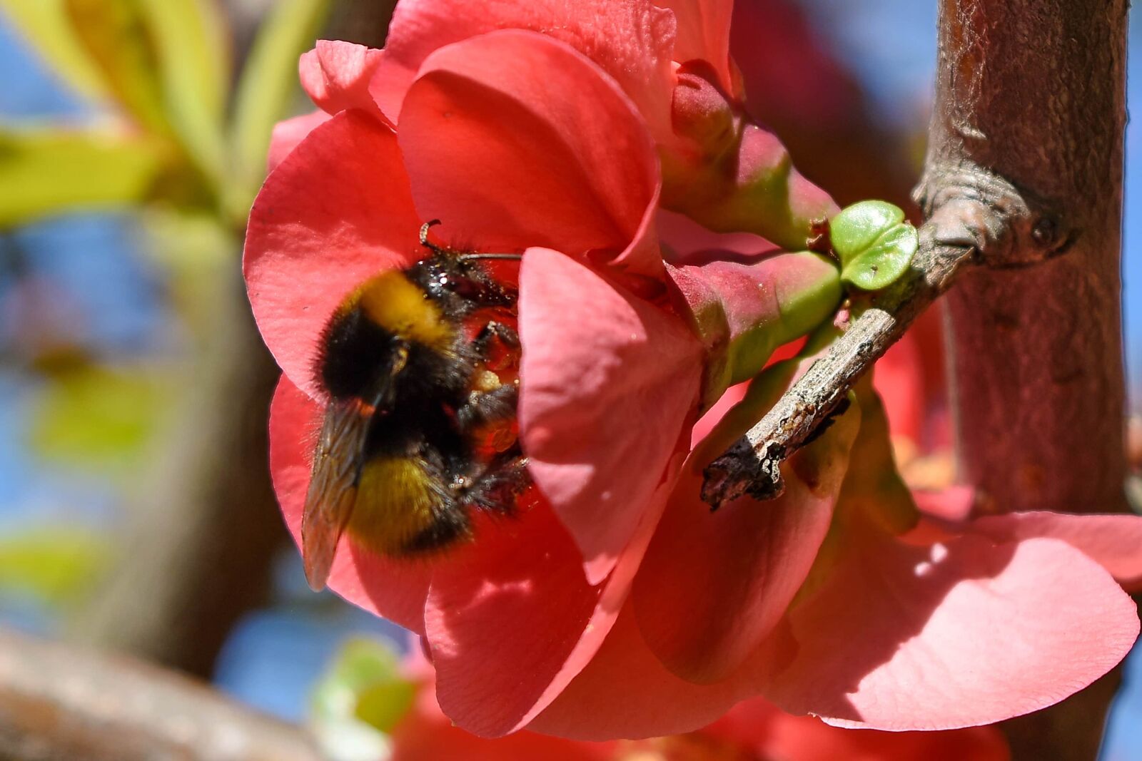 Nikon D5500 sample photo. Bumblebee, pollination, nature, insect photography
