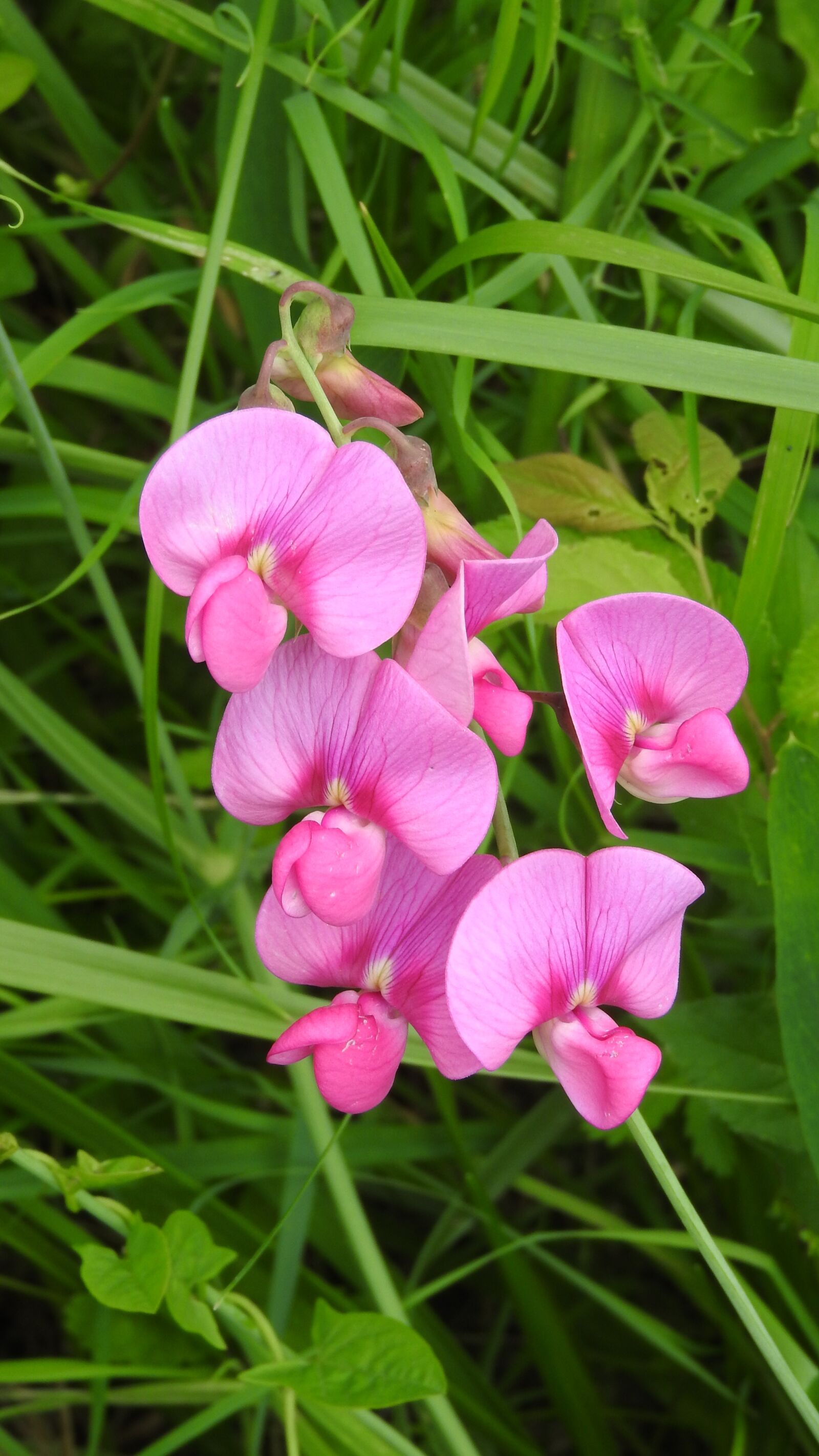 Nikon Coolpix P610 sample photo. Flower, fabaceae, pink flower photography