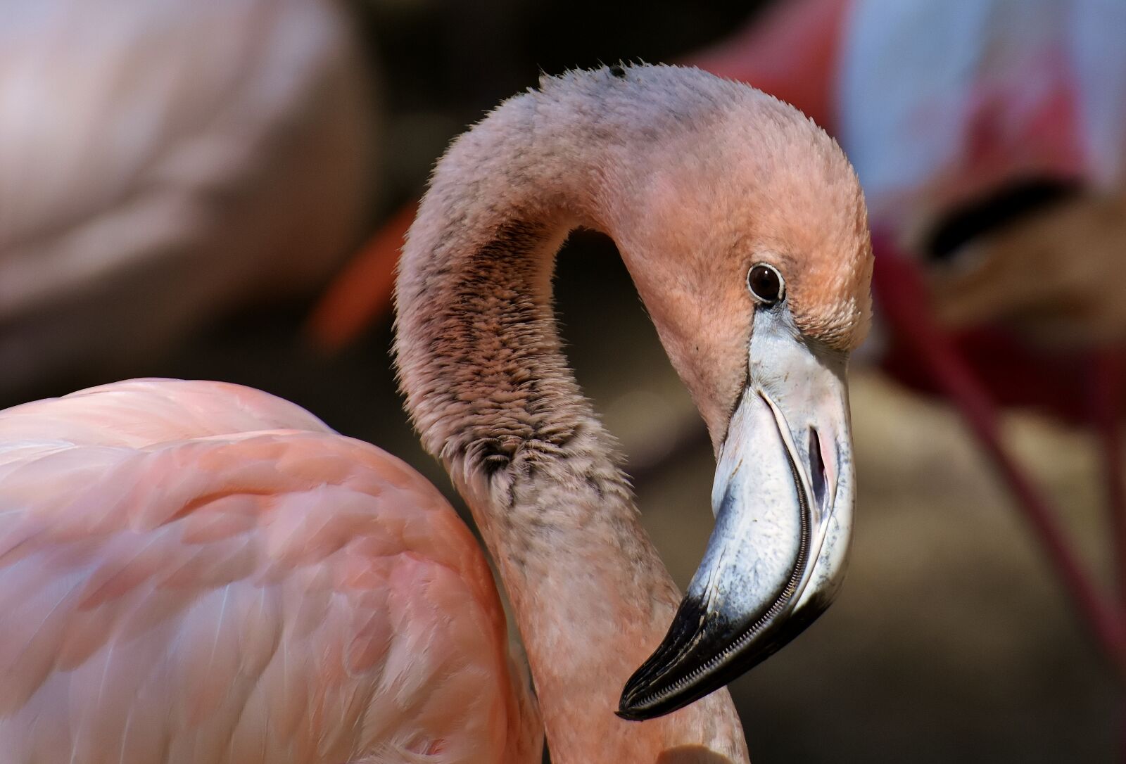 Nikon D7200 sample photo. Flamingo, bird, colorful photography