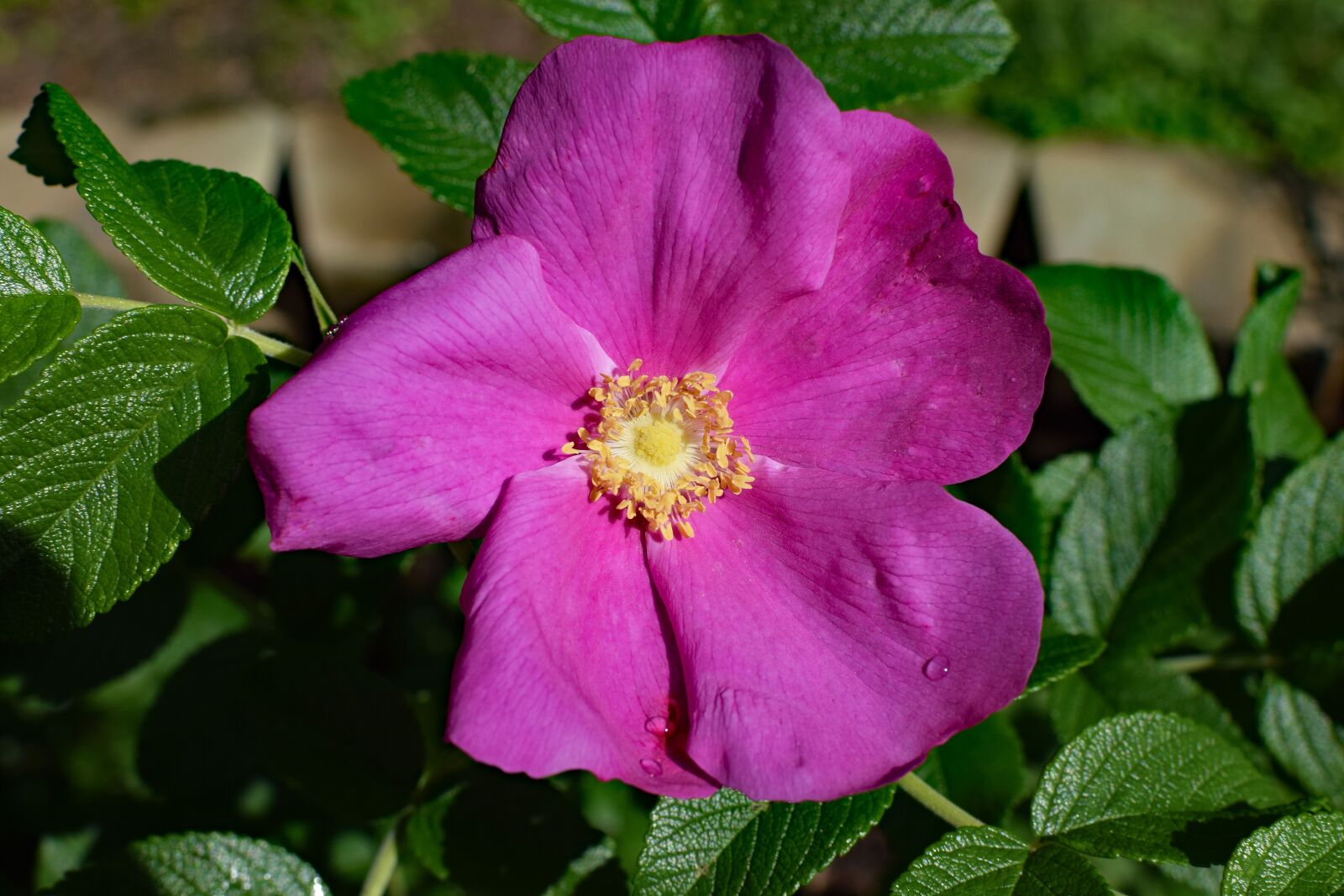 Nikon D3300 sample photo. Hot pink rugosa with photography