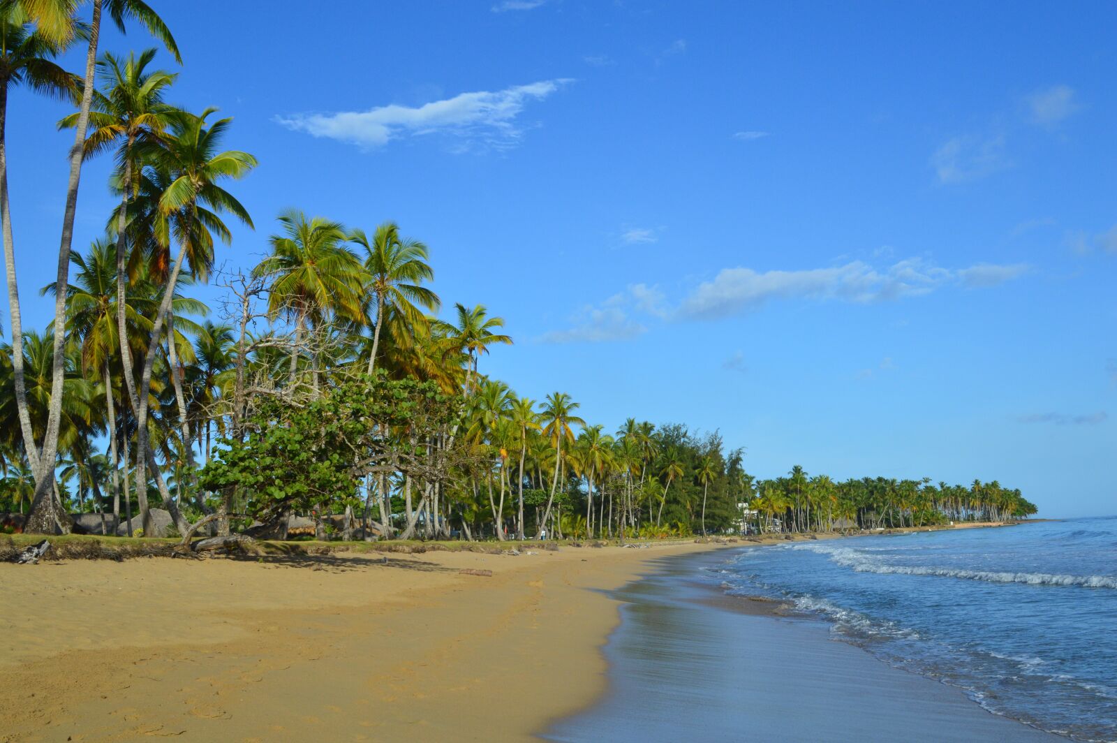 Nikon D3200 sample photo. Caribbean, sea grape, beach photography