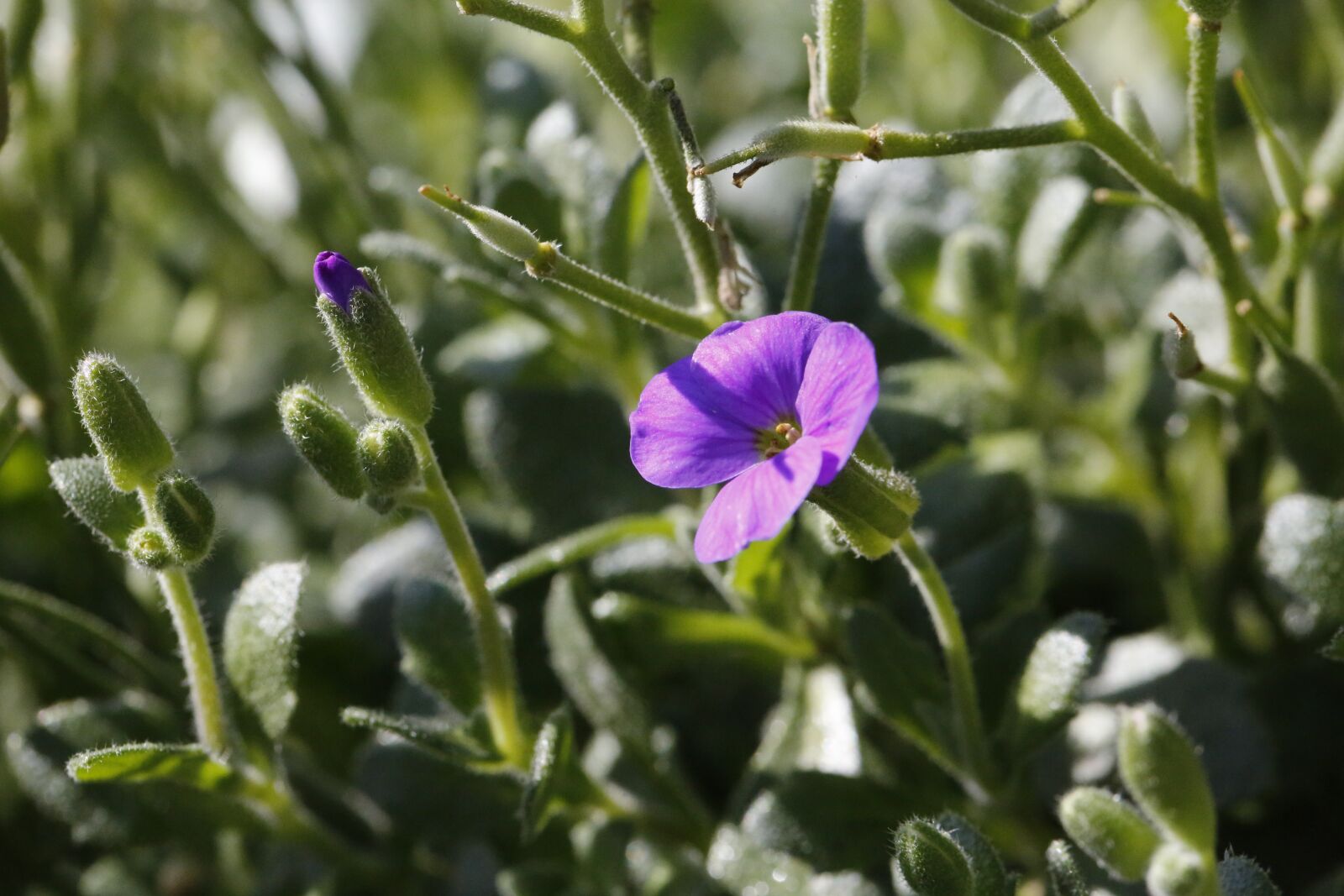 Canon EF 100mm F2.8L Macro IS USM sample photo. Flower, garden, spring photography
