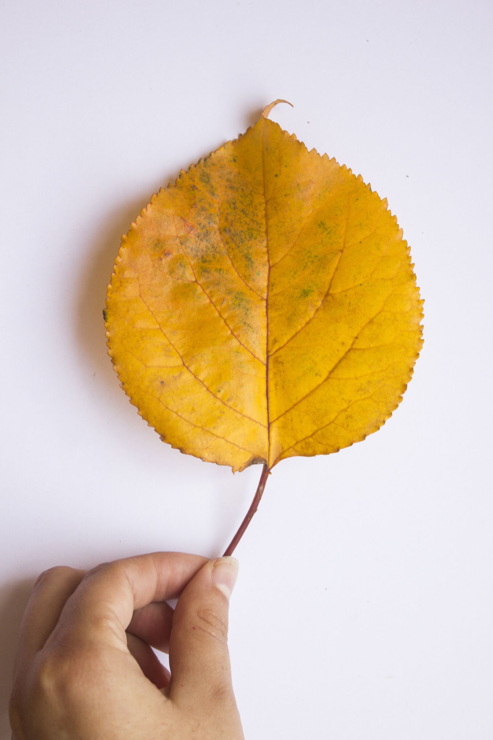 Canon EF-S 18-55mm F3.5-5.6 IS sample photo. Leaf, autumn, colors photography