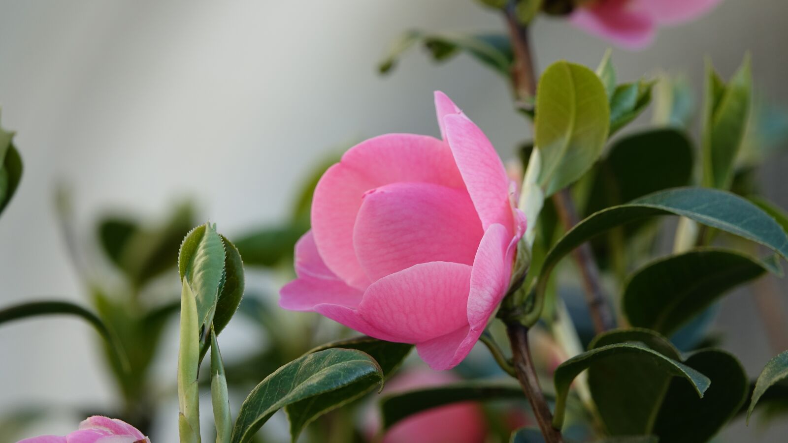 Sony Cyber-shot DSC-RX10 III sample photo. Flower, plant, nature photography