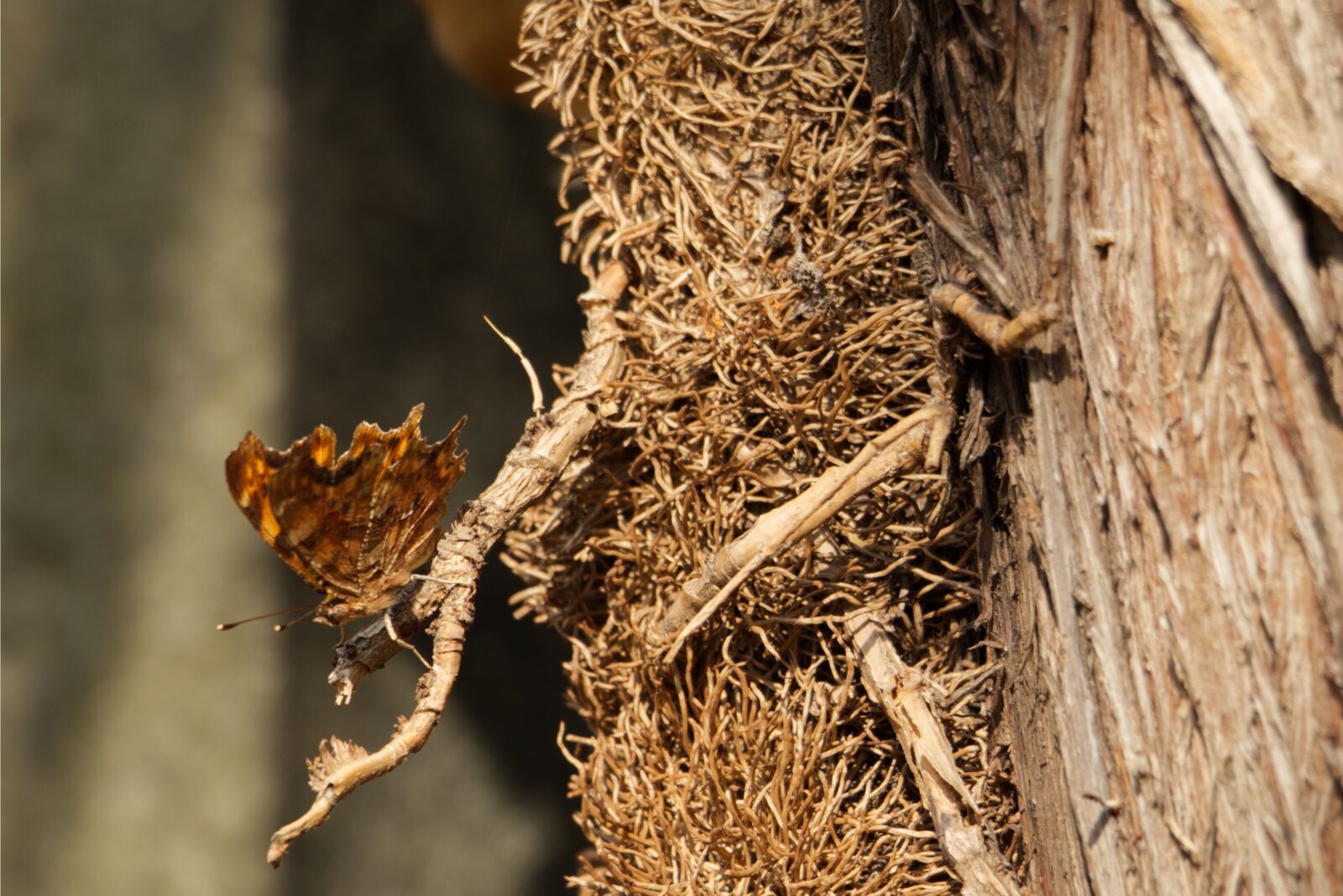 Canon EOS 800D (EOS Rebel T7i / EOS Kiss X9i) sample photo. Butterfly, bark, polygonia photography