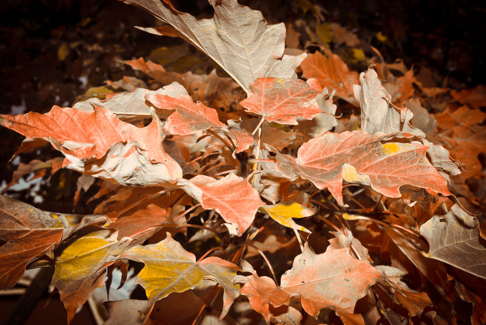 Nikon D200 sample photo. Automn, leaves photography