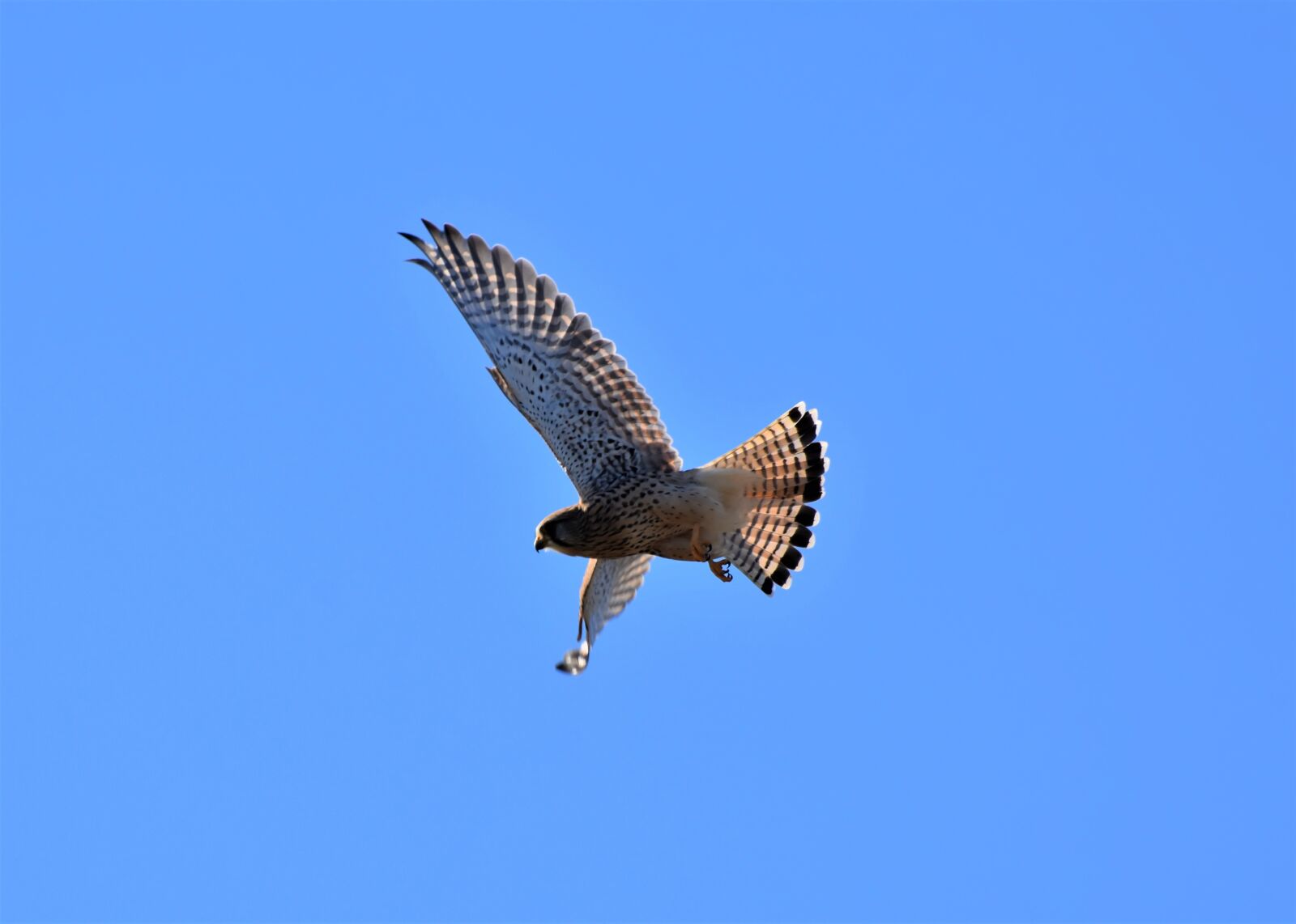 Nikon D7200 sample photo. Falcon, bird of prey photography