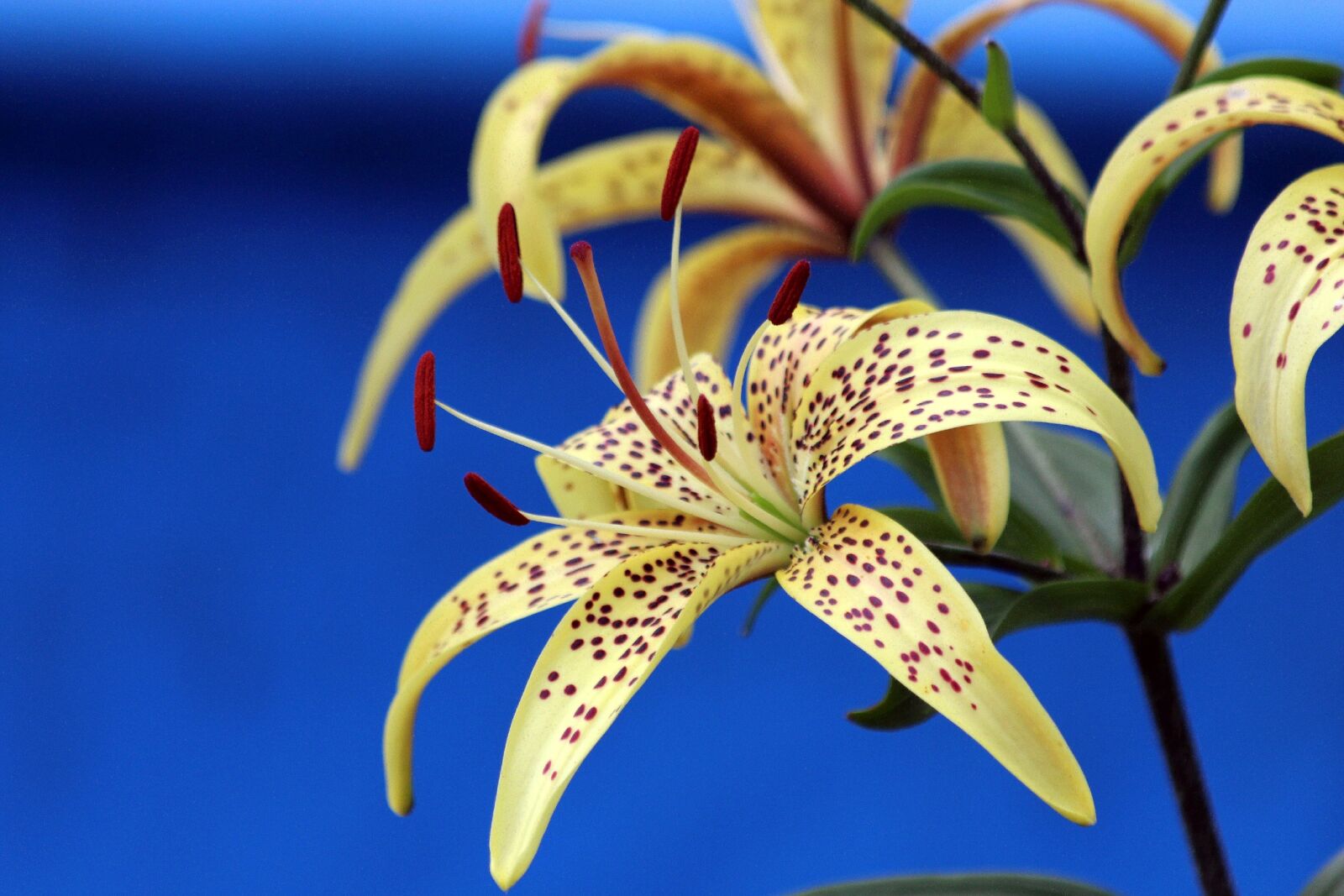 Canon EOS 650D (EOS Rebel T4i / EOS Kiss X6i) sample photo. Line, nature, plant photography