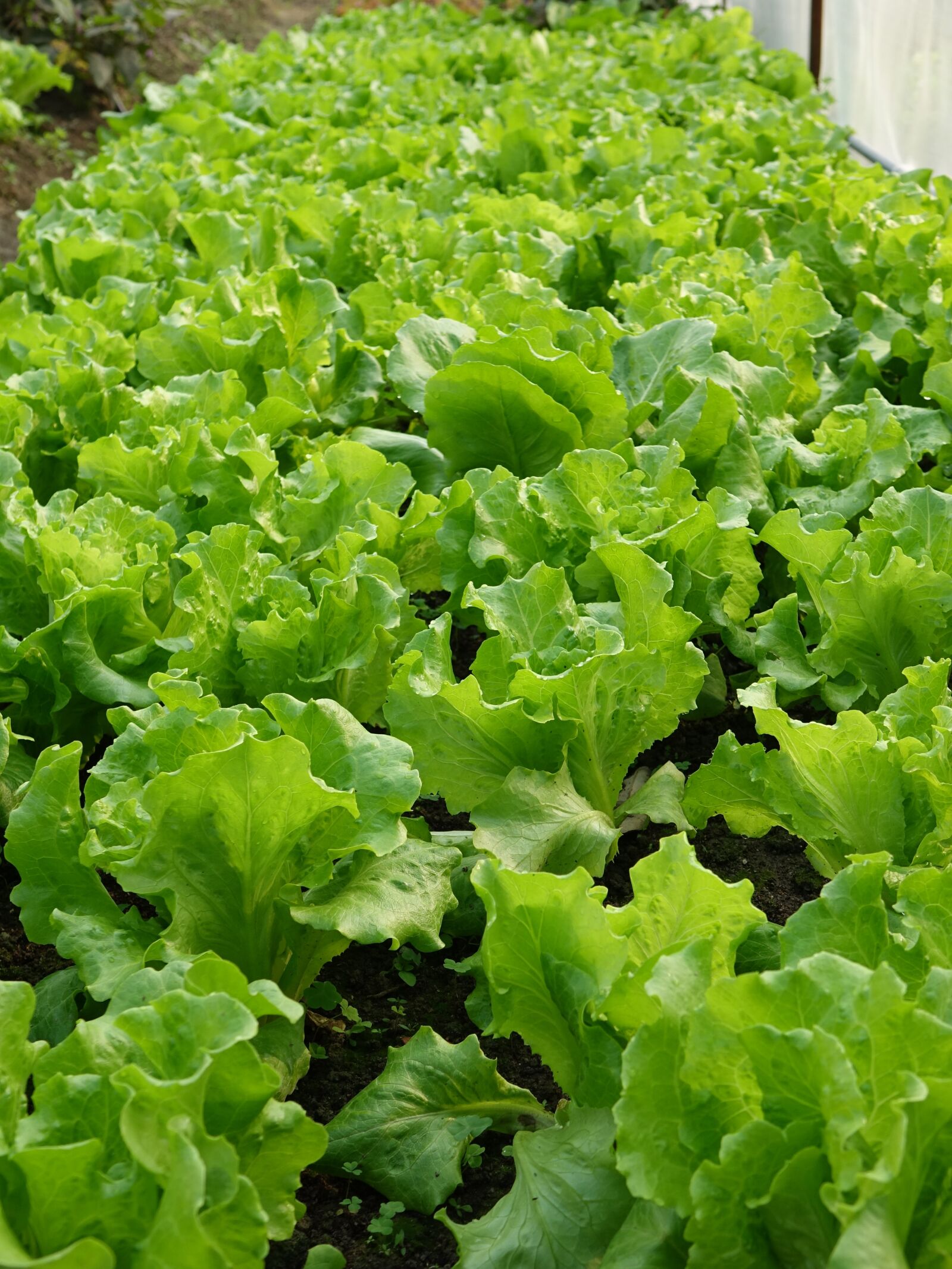 Sony Cyber-shot DSC-RX10 sample photo. Vegetables, 萵 giant, long photography