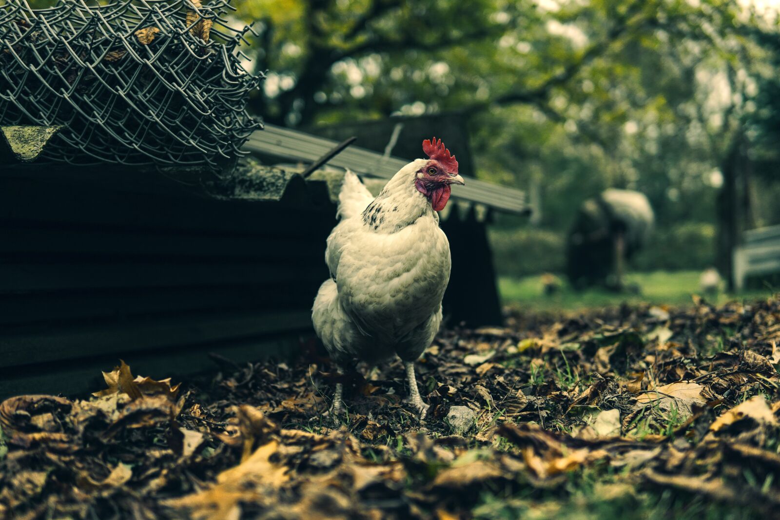 Sony a6500 sample photo. The hen, eggs, animals photography