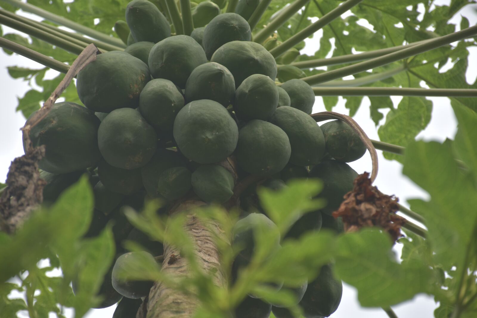 Nikon D5600 sample photo. Papaya, fruit, papaya tree photography