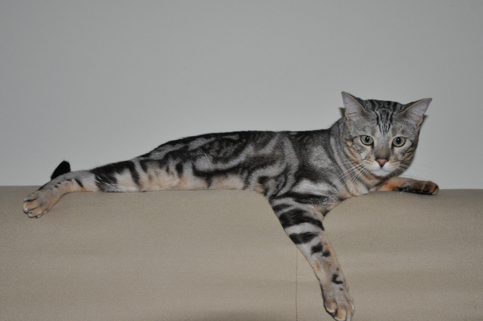 Nikon D90 sample photo. Cat, bengal, pet photography