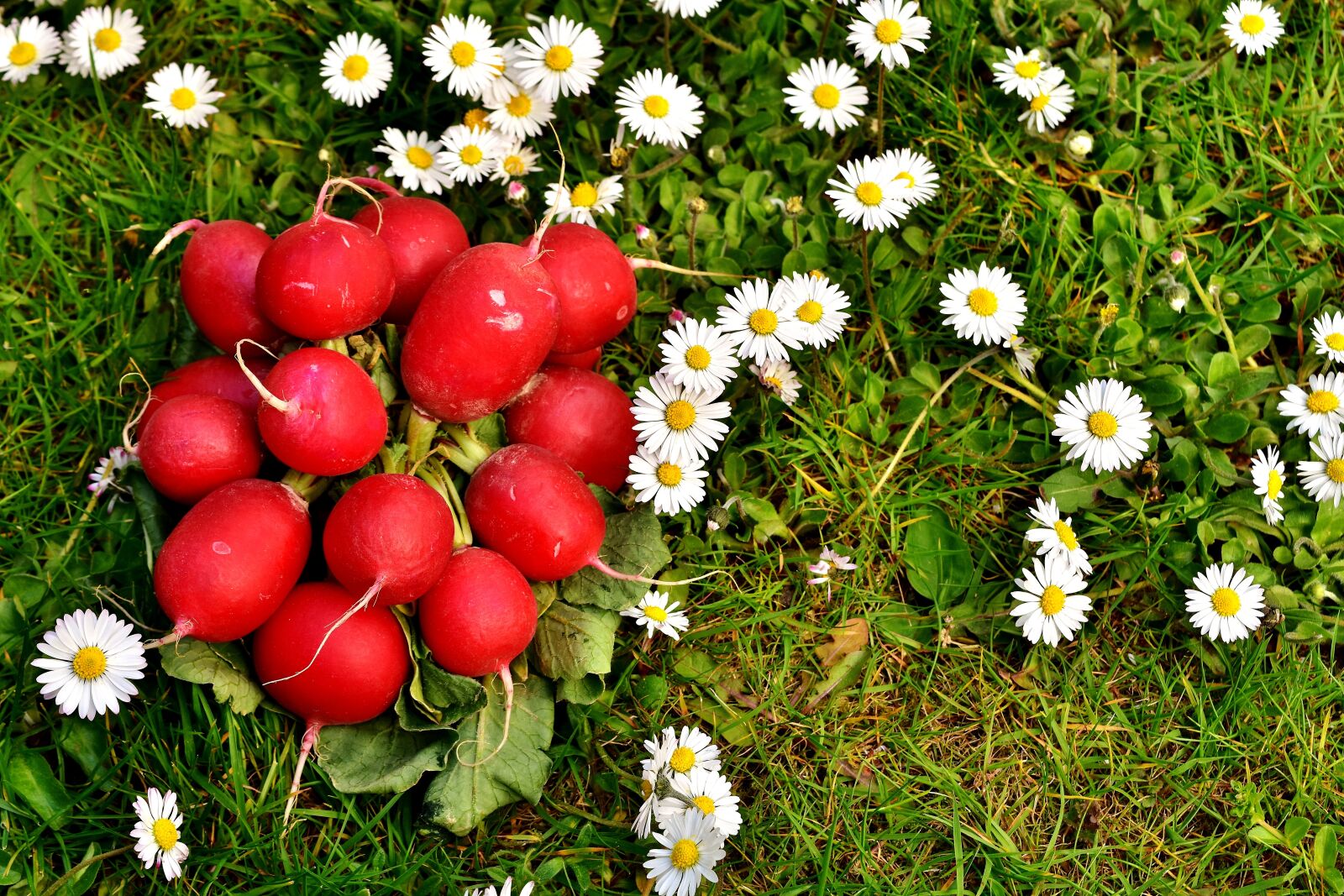 Nikon D7200 sample photo. Radishes, radish, vegetables photography
