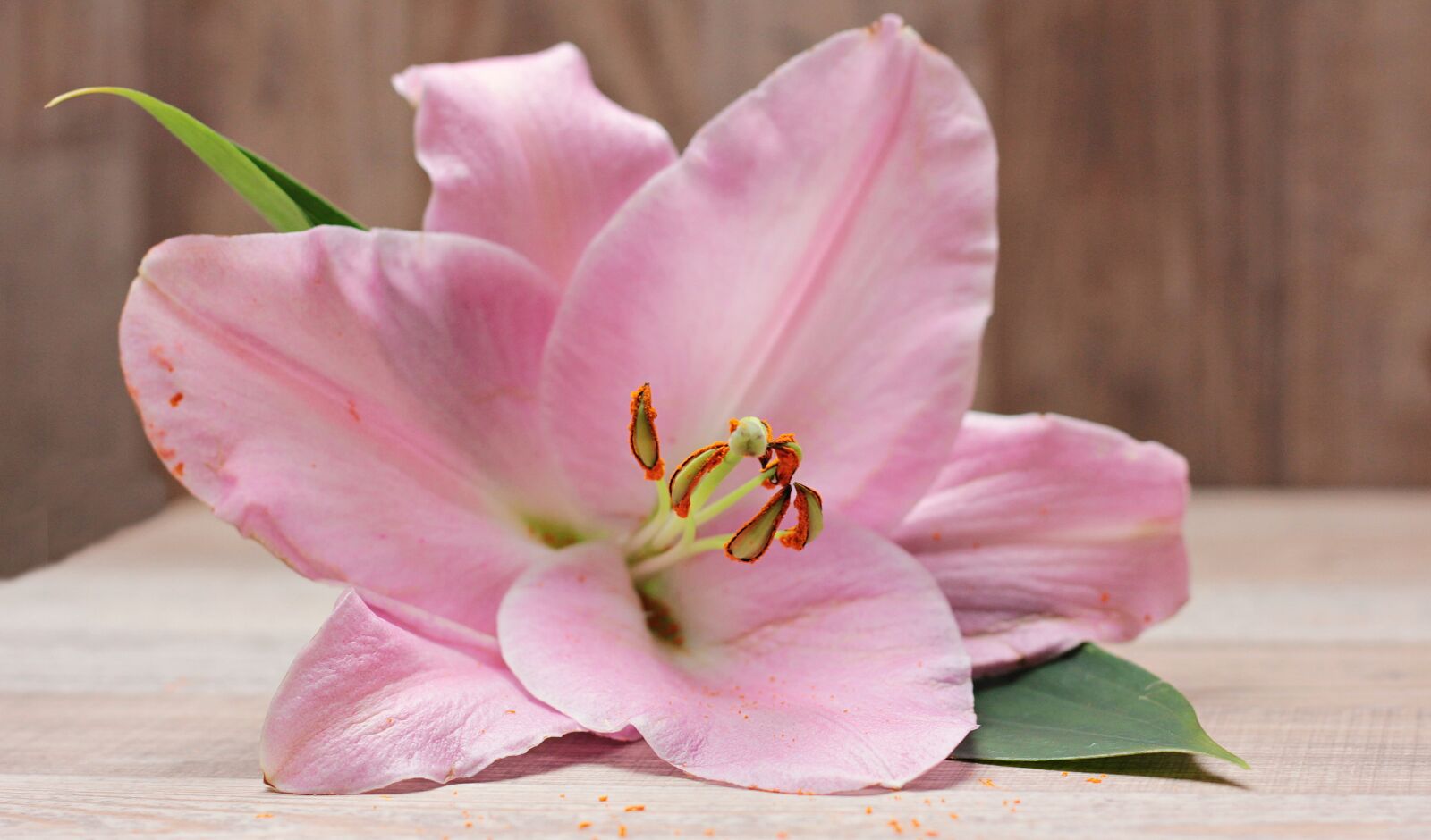 Canon EOS 550D (EOS Rebel T2i / EOS Kiss X4) sample photo. Lily, flower, blossom photography
