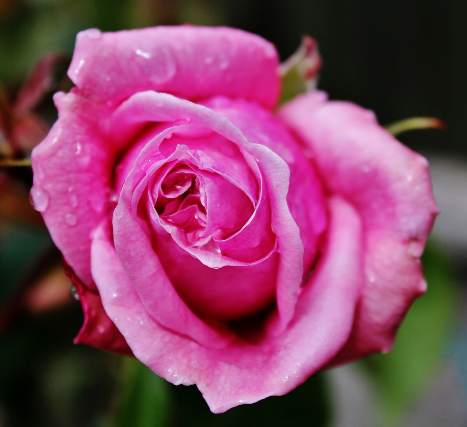 Canon EOS 600D (Rebel EOS T3i / EOS Kiss X5) sample photo. Pink rose, plant, pink photography