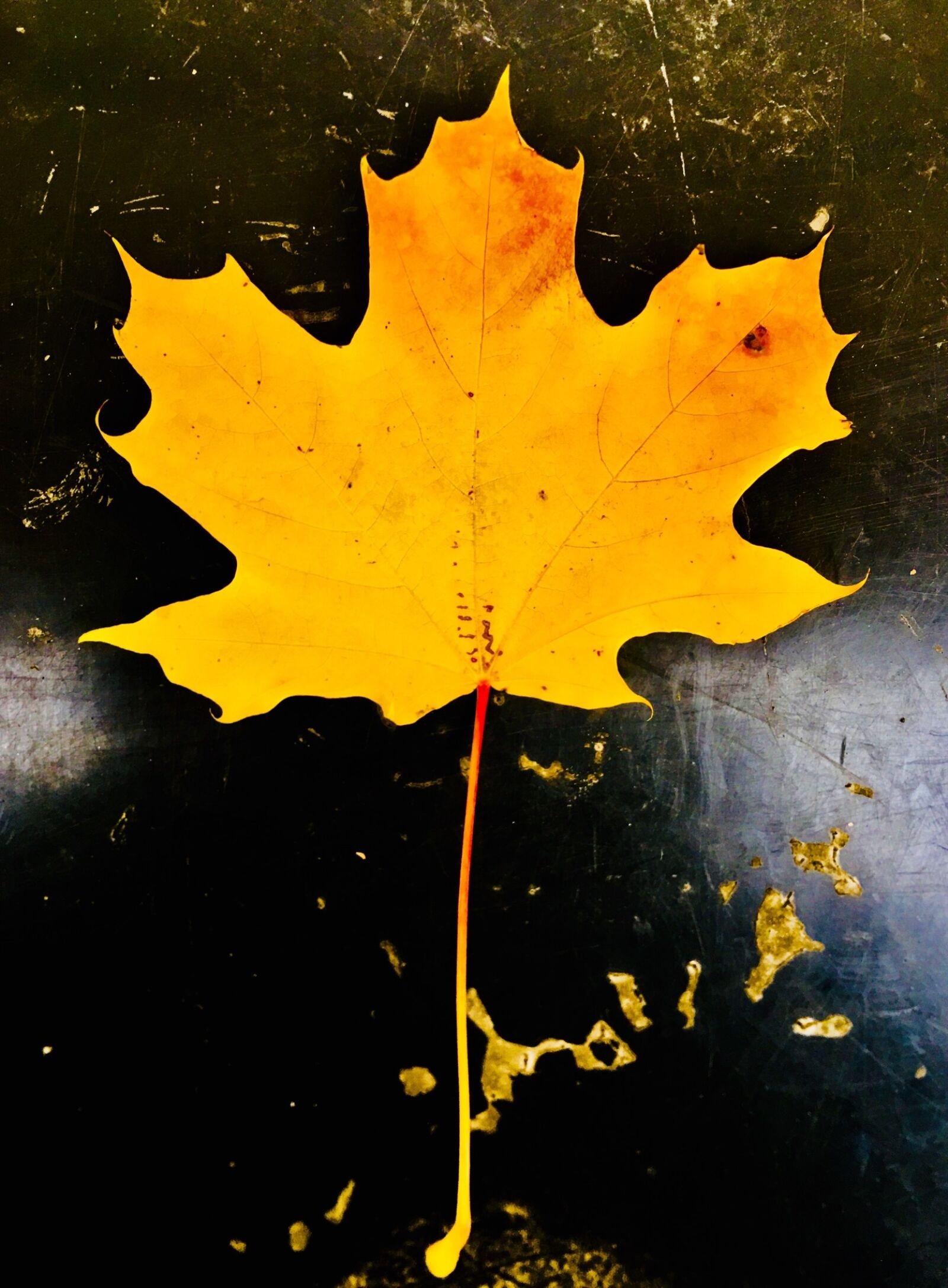 Apple iPhone 6s Plus sample photo. Leaf, maple, autumn photography