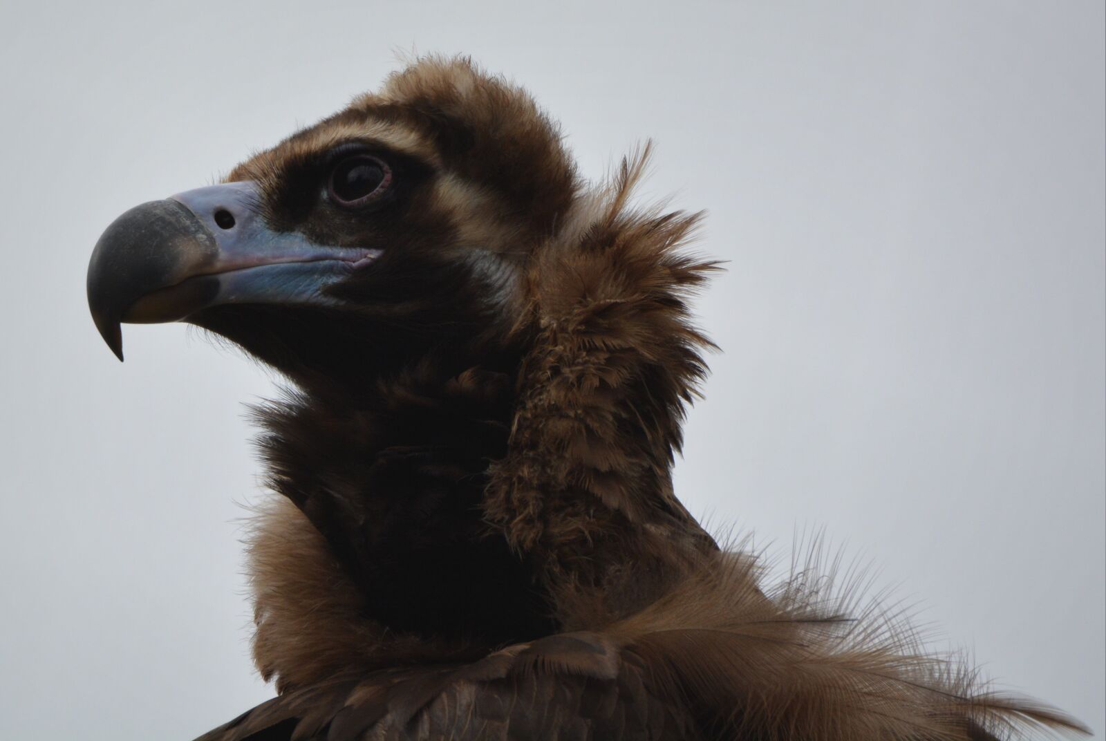 Nikon D5200 sample photo. Vulture, bird, bird of photography