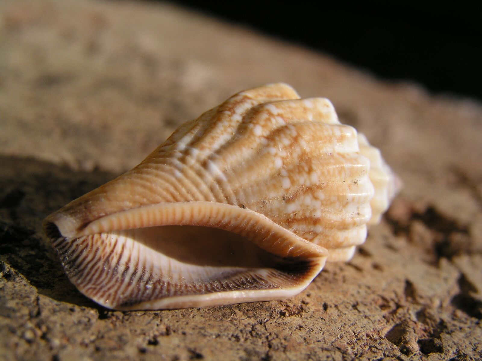 Olympus C5050Z sample photo. Shell, beach, snail photography