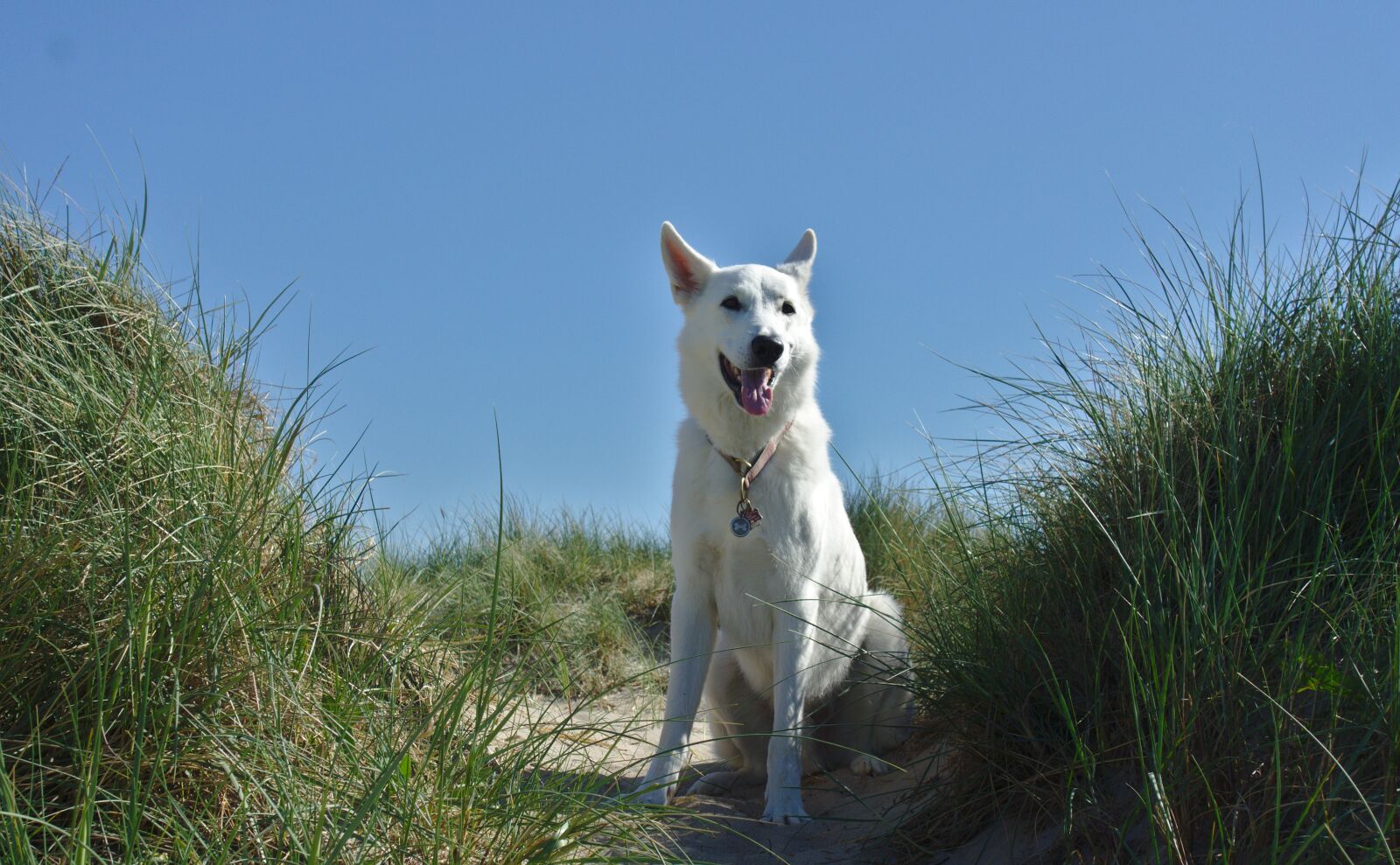 Sony Cyber-shot DSC-RX100 sample photo. Dog, dune, sch fer photography