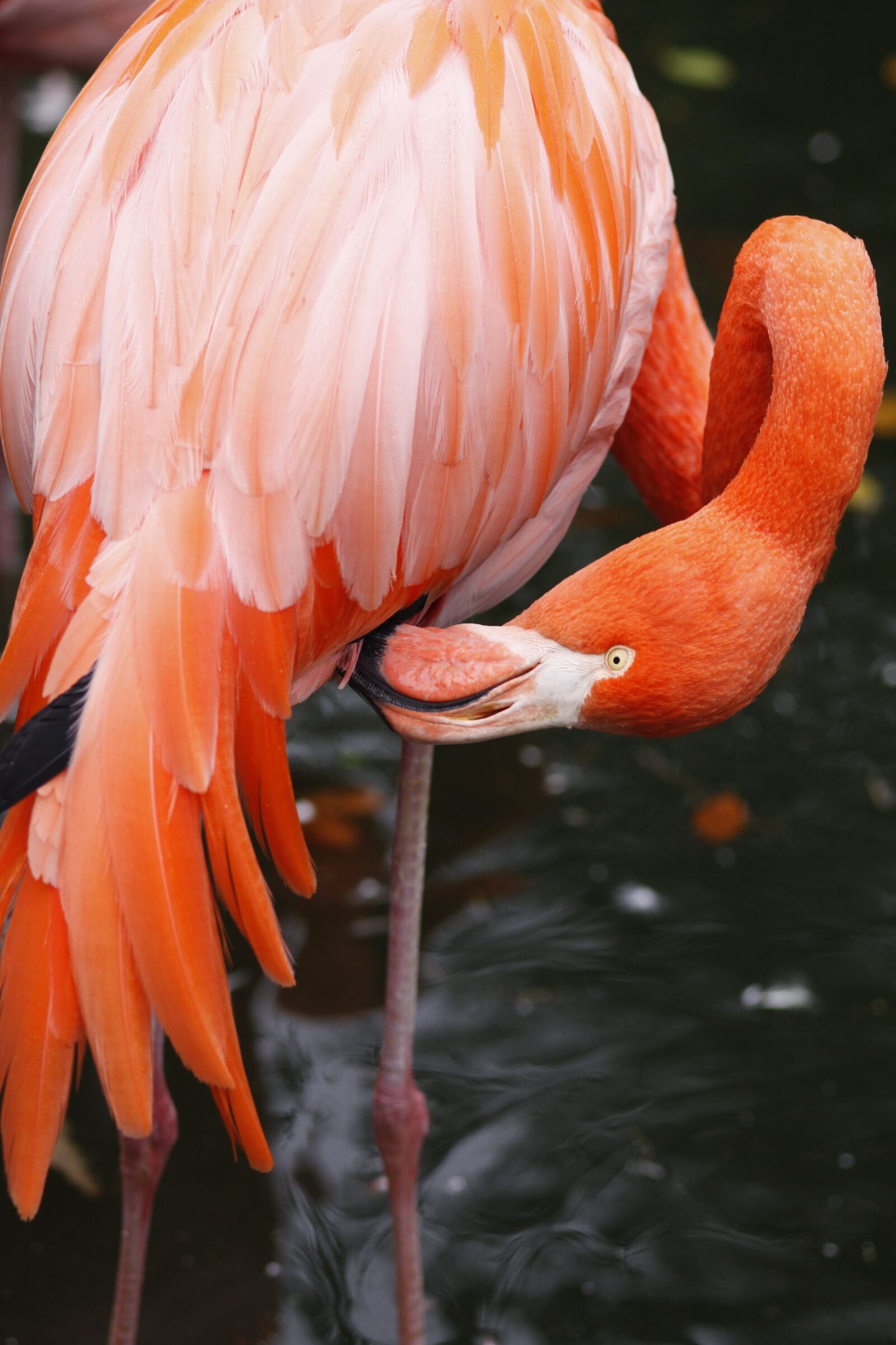 Canon EOS 50D sample photo. Waters, bird, nature photography