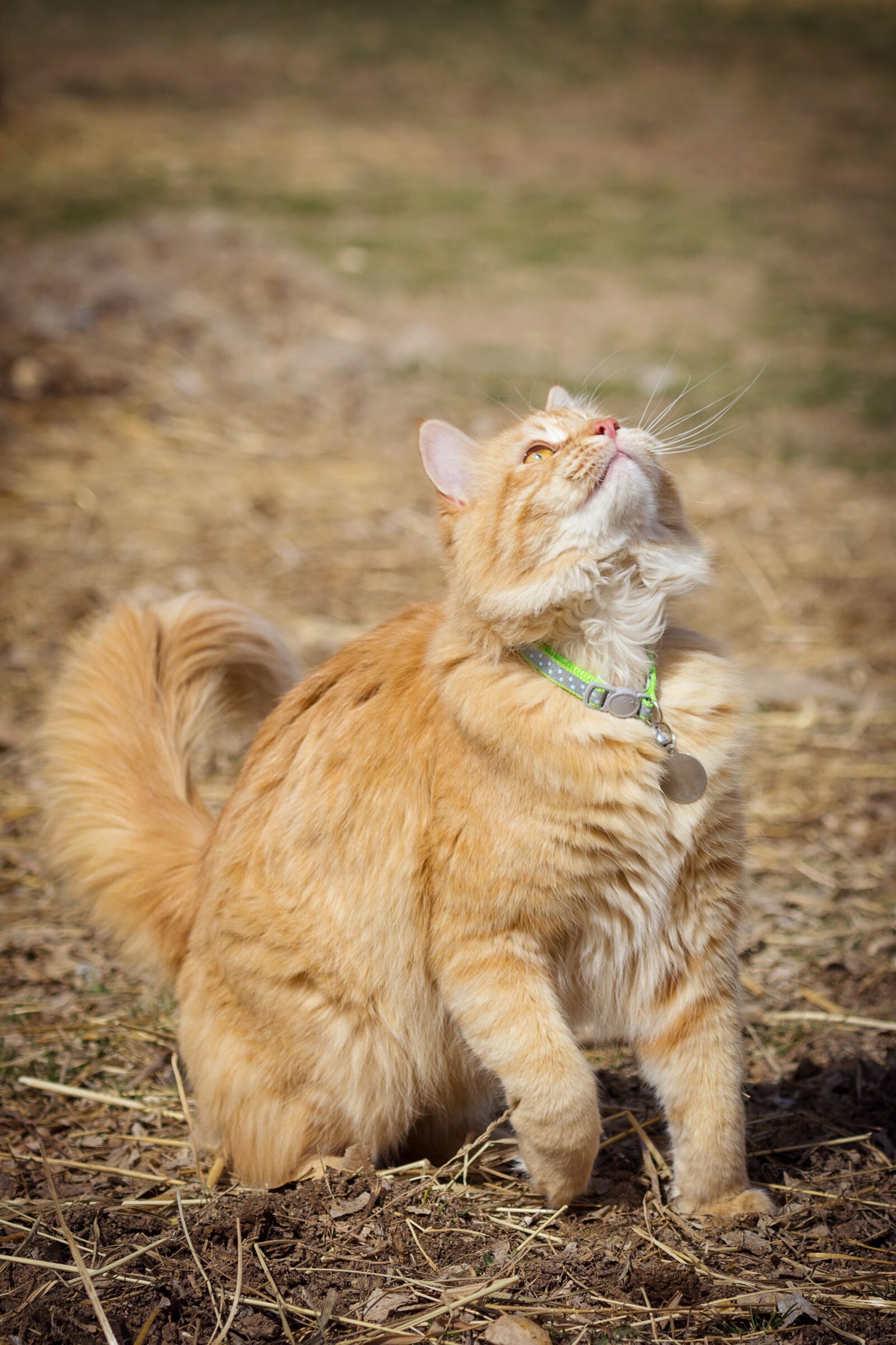 Nikon D7200 sample photo. Cat, animal, mammal photography