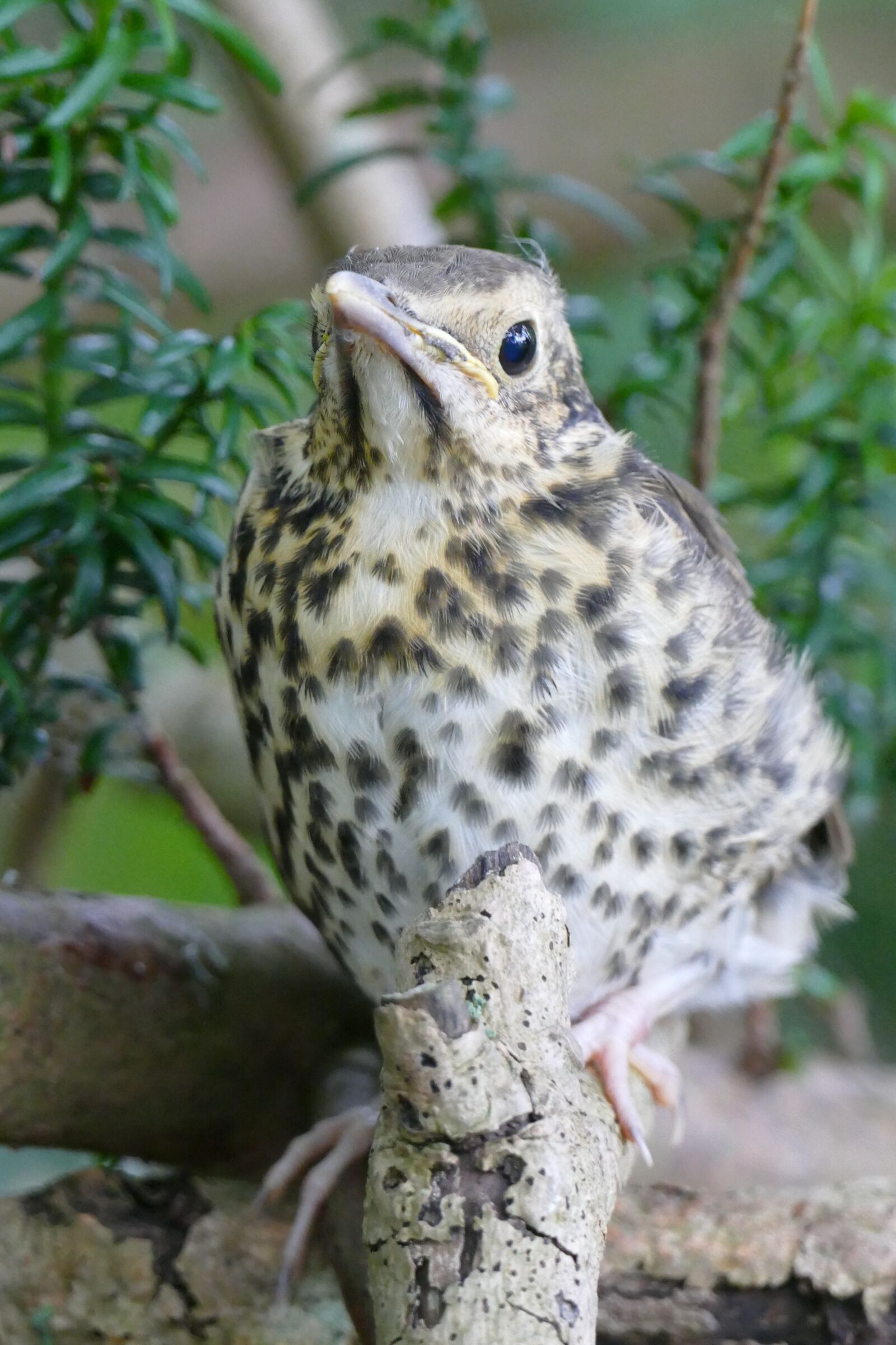 Panasonic Lumix DMC-FZ1000 sample photo. Song thrush, young bird photography