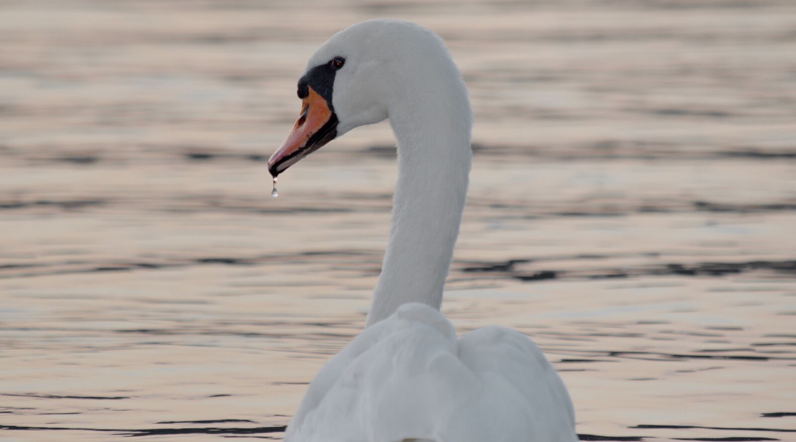Nikon D5500 sample photo. Dawn, head, side view photography
