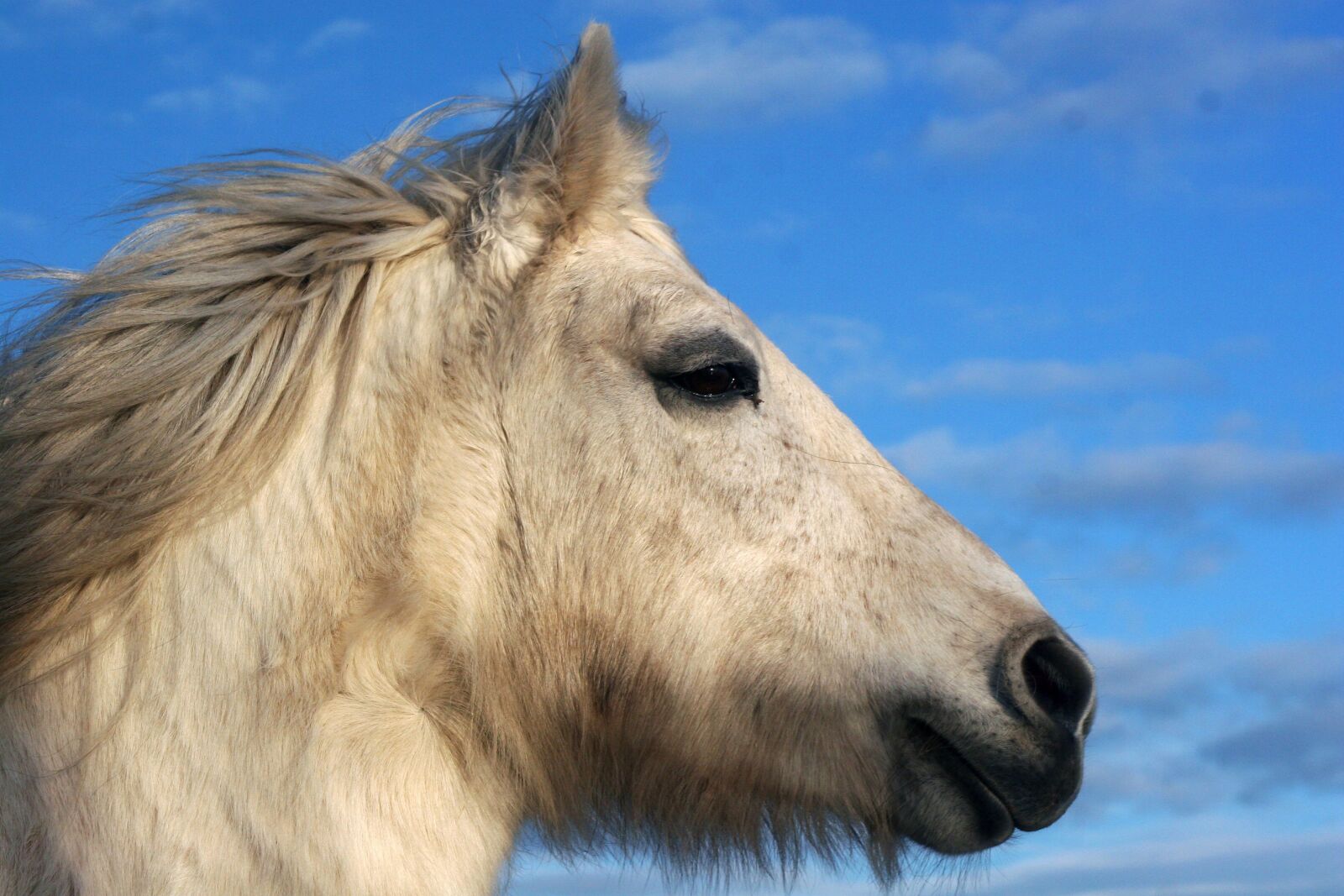 Canon EOS 20D sample photo. Horse, pony, high country photography
