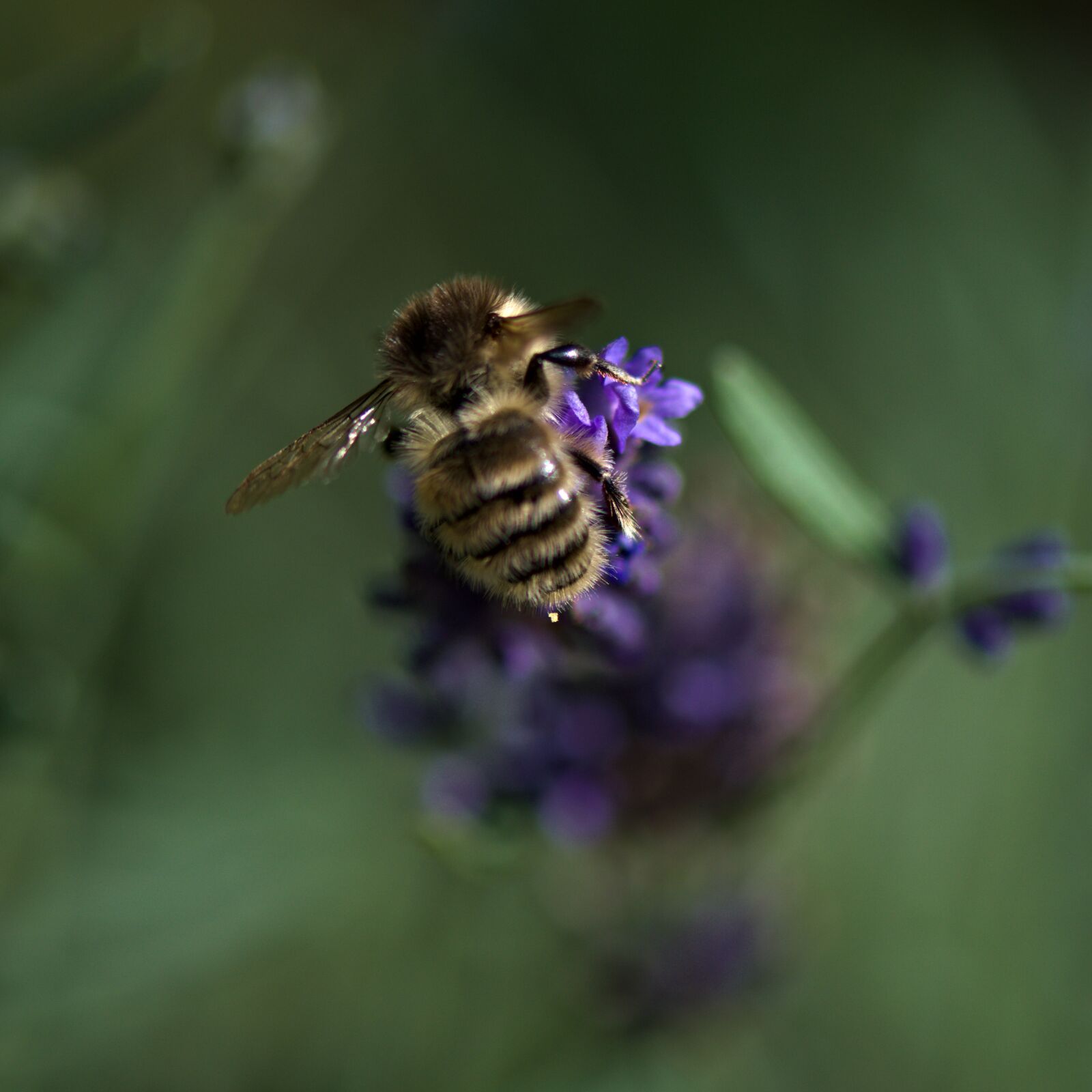 Nikon D5500 sample photo. Field, flower, bee photography