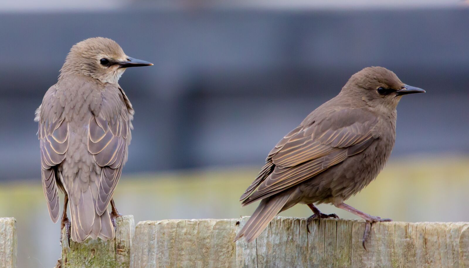150-600mm F5-6.3 DG OS HSM | Contemporary 015 sample photo. Juvenile starling, starling, close photography