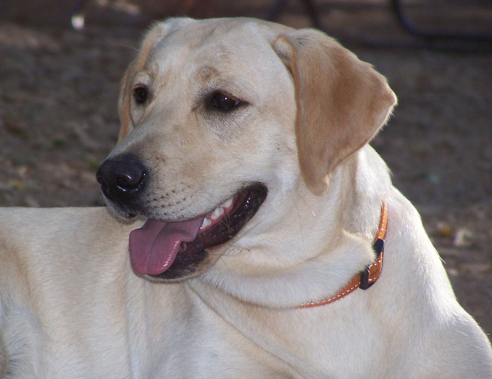 Kodak Z740 ZOOM DIGITAL CAMERA sample photo. Labrador retriever, dog, nice photography