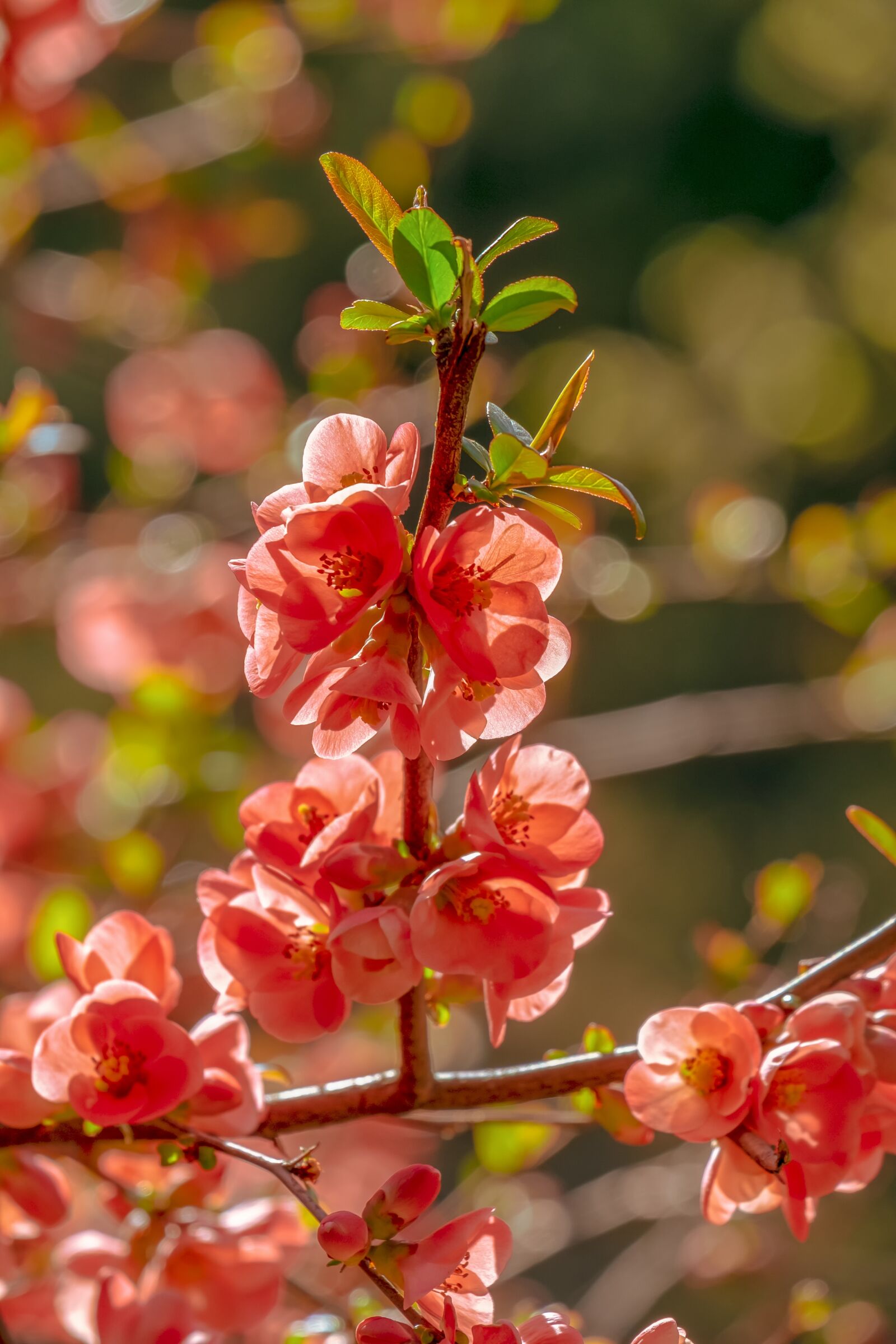 Fujifilm XF 55-200mm F3.5-4.8 R LM OIS sample photo. Bill quince, blossom, bloom photography