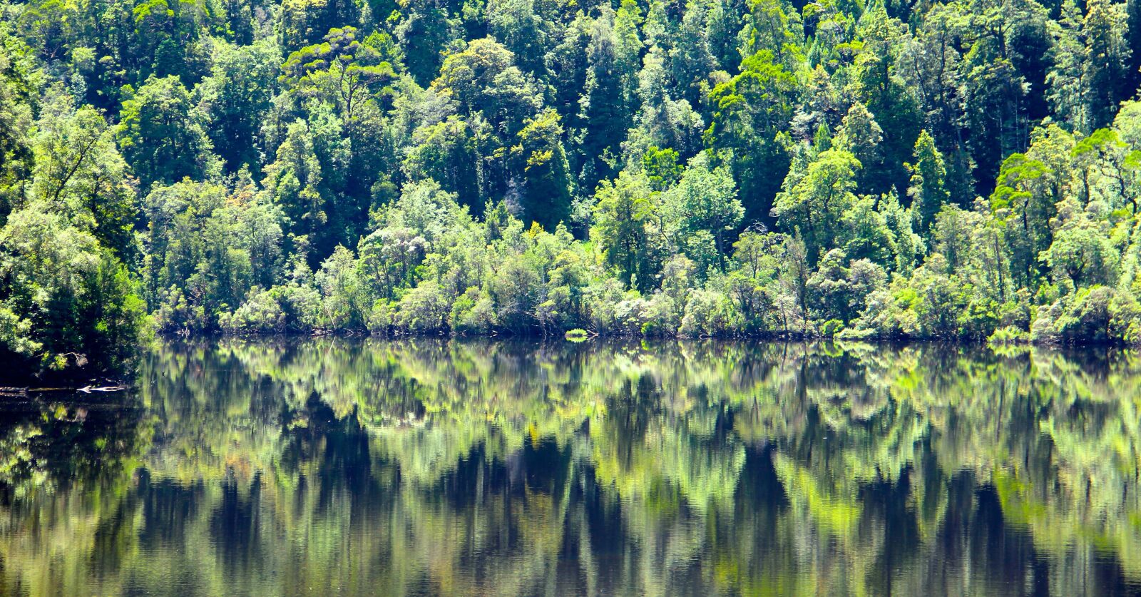 Canon EOS 600D (Rebel EOS T3i / EOS Kiss X5) sample photo. Tasmania, forest, reflection photography