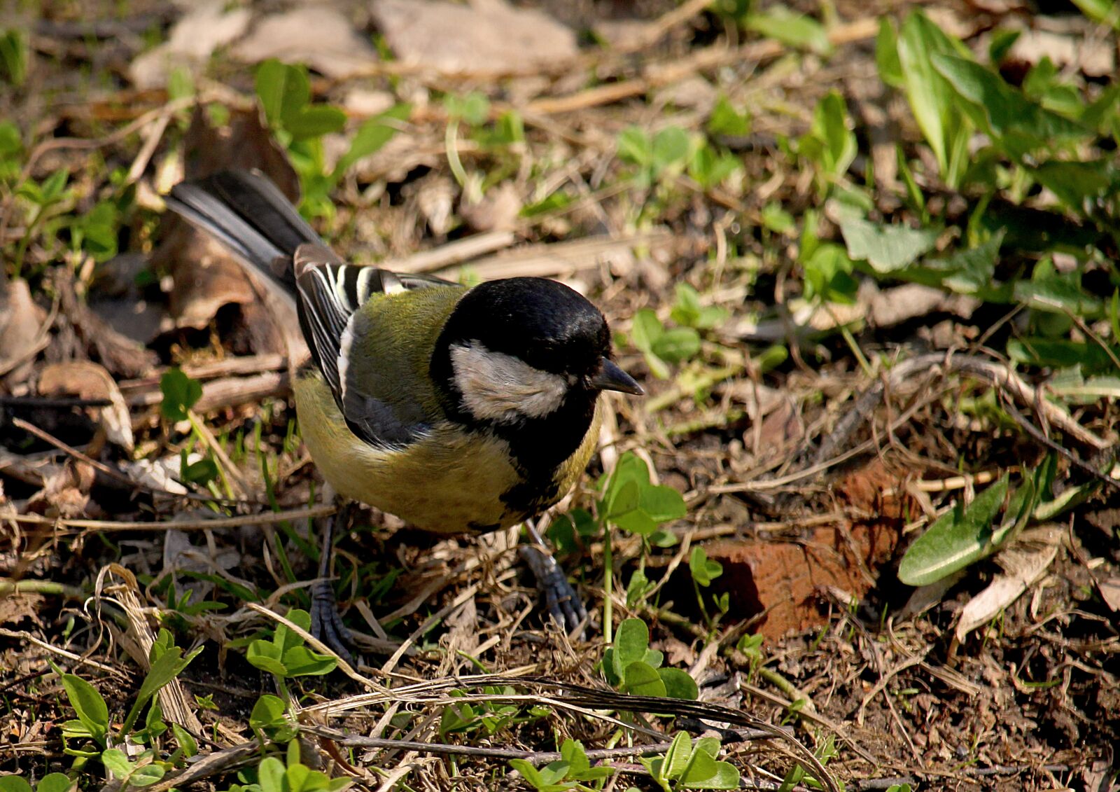 Canon EOS 1200D (EOS Rebel T5 / EOS Kiss X70 / EOS Hi) sample photo. Tit, spring, bird photography