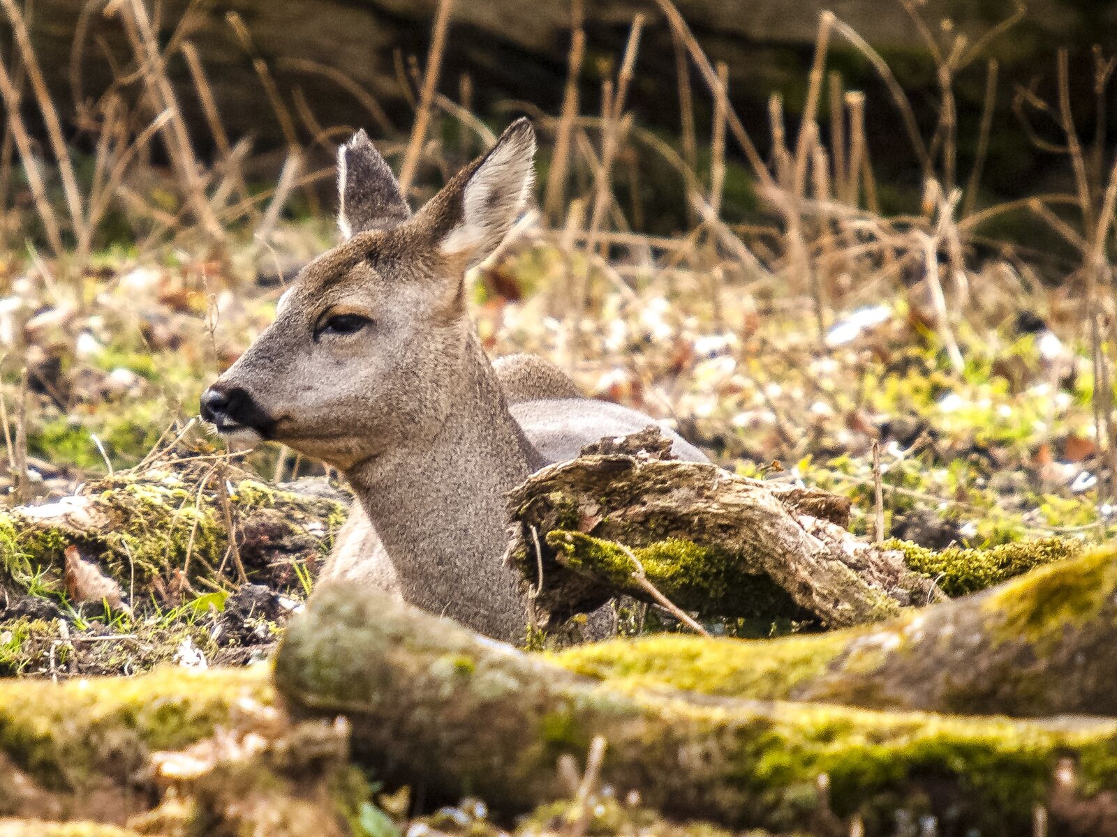 Olympus E-3 sample photo. Roe deer, animal, mammal photography