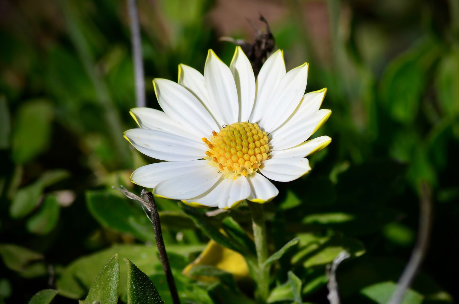 Nikon D7000 sample photo. White, yellow, flower photography