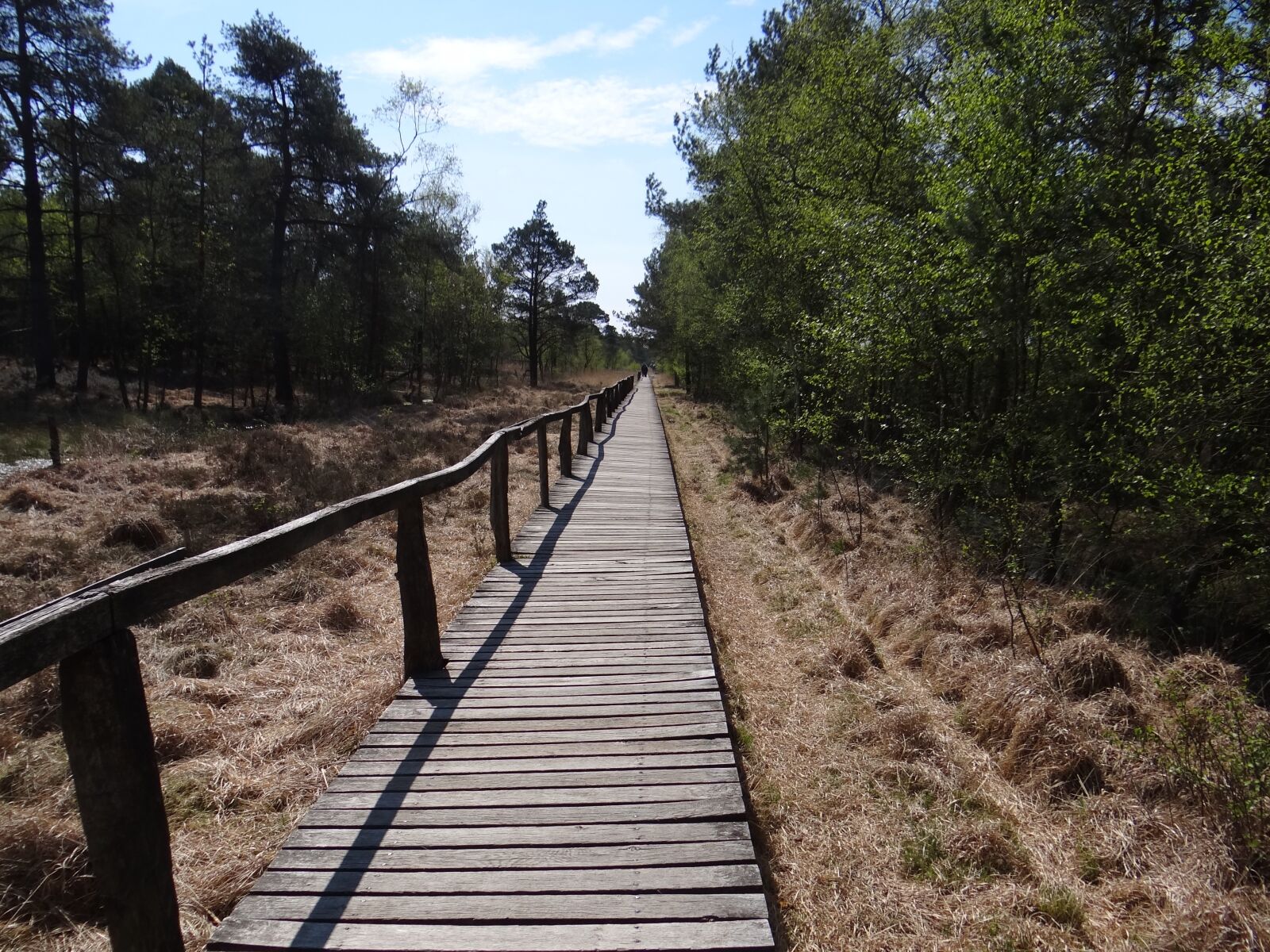 Sony Cyber-shot DSC-HX100V sample photo. Pietz moor, schneverdingen, boardwalk photography