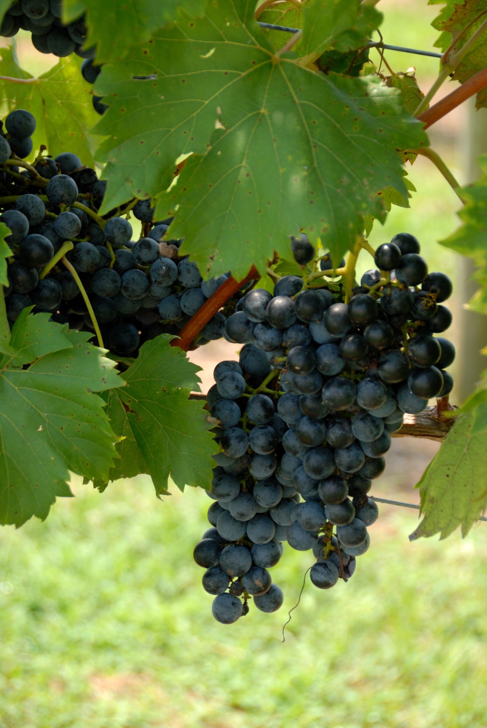 Nikon D200 sample photo. Grapes, vineyard, vine photography