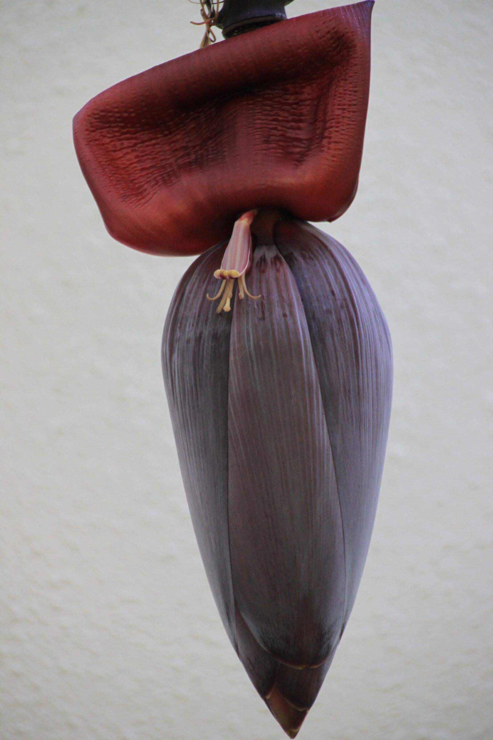 Canon EOS 500D (EOS Rebel T1i / EOS Kiss X3) sample photo. Banana flower, fruit, tropical photography