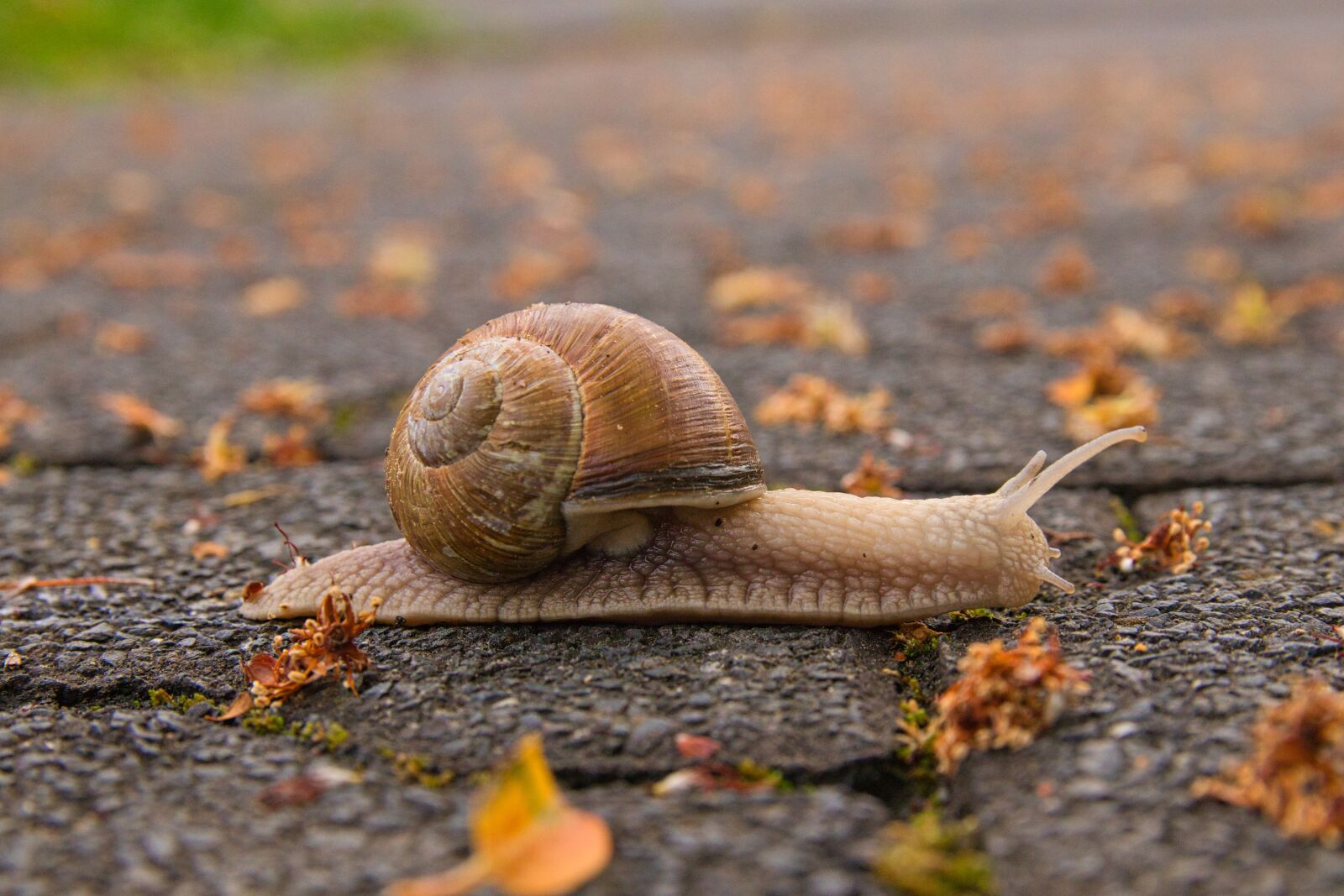 Canon EOS 800D (EOS Rebel T7i / EOS Kiss X9i) sample photo. Snail, animal, nature photography